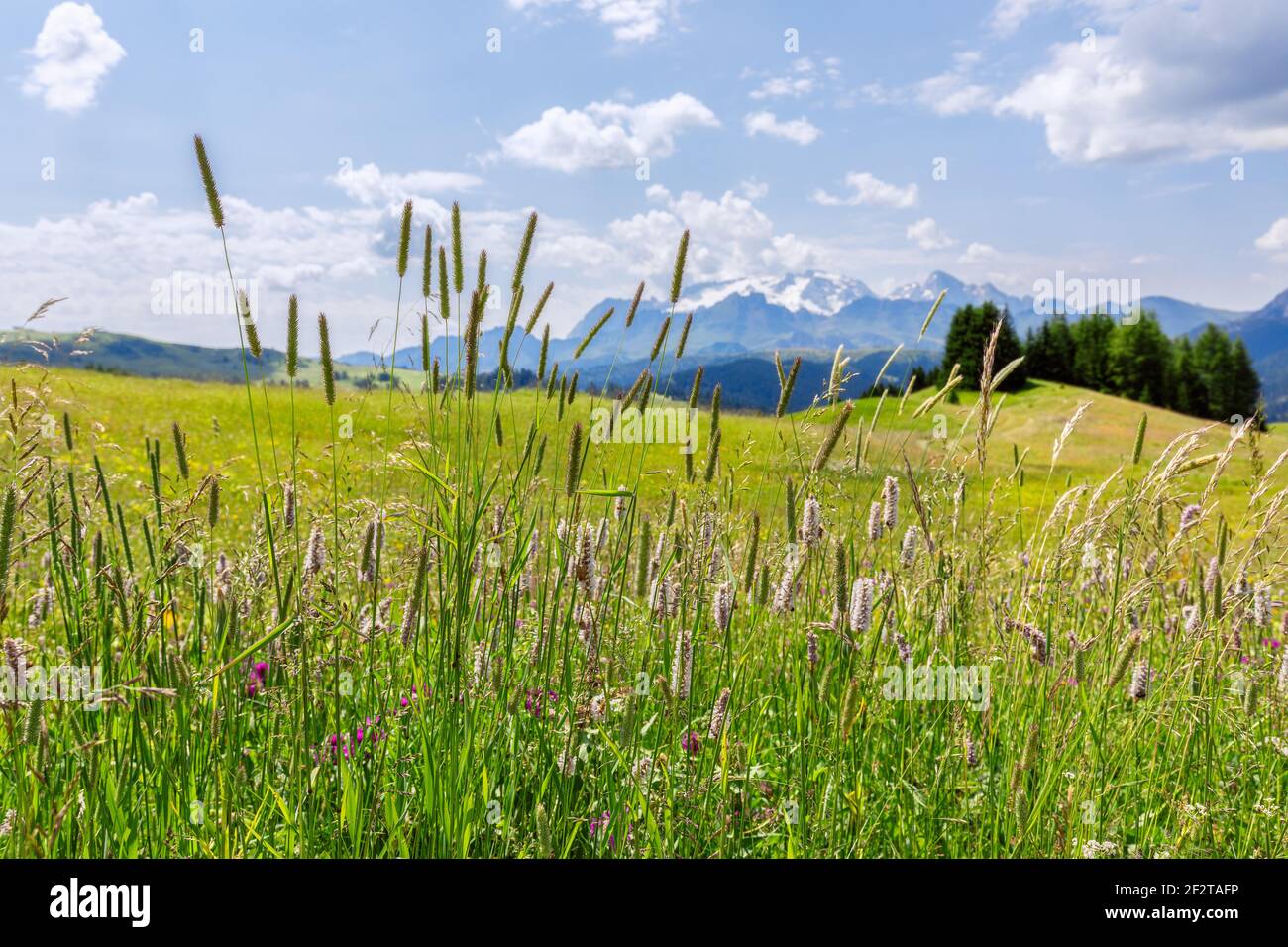 Beautiful alpine meadow with herbs and Italian Dolomites in the background.  Italian Alps, Corvara in Badia. Stock Photo