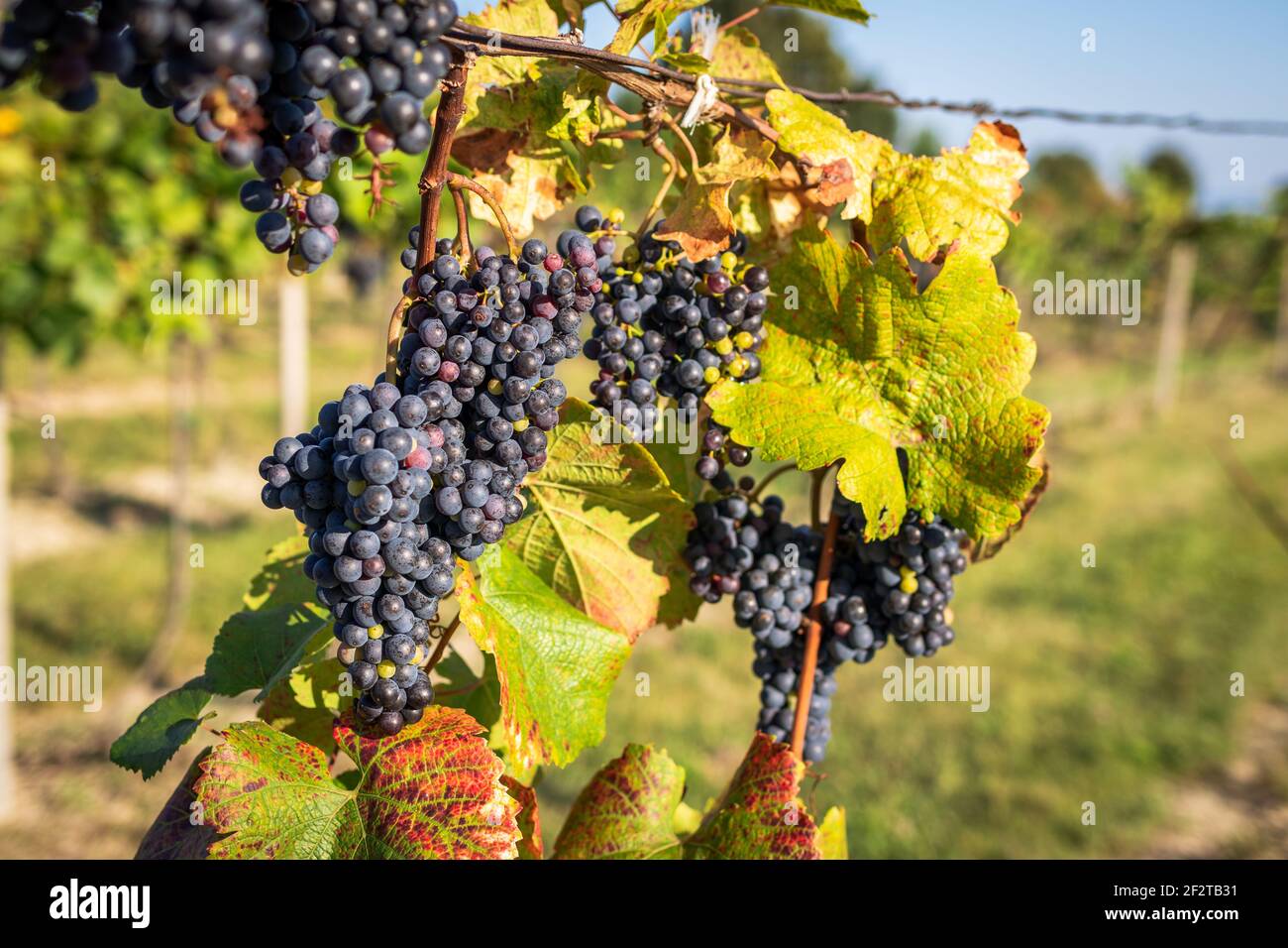 Bunch ripe vine grapes hi-res stock photography and images - Alamy