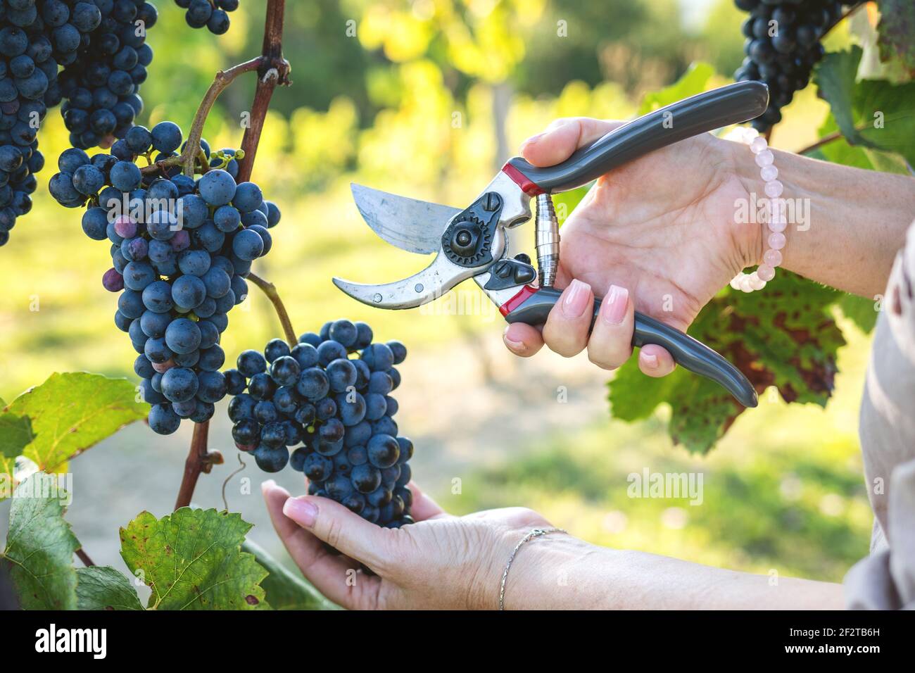 Harvesting grapes by pruning shears at vineyard. Woman cutting and