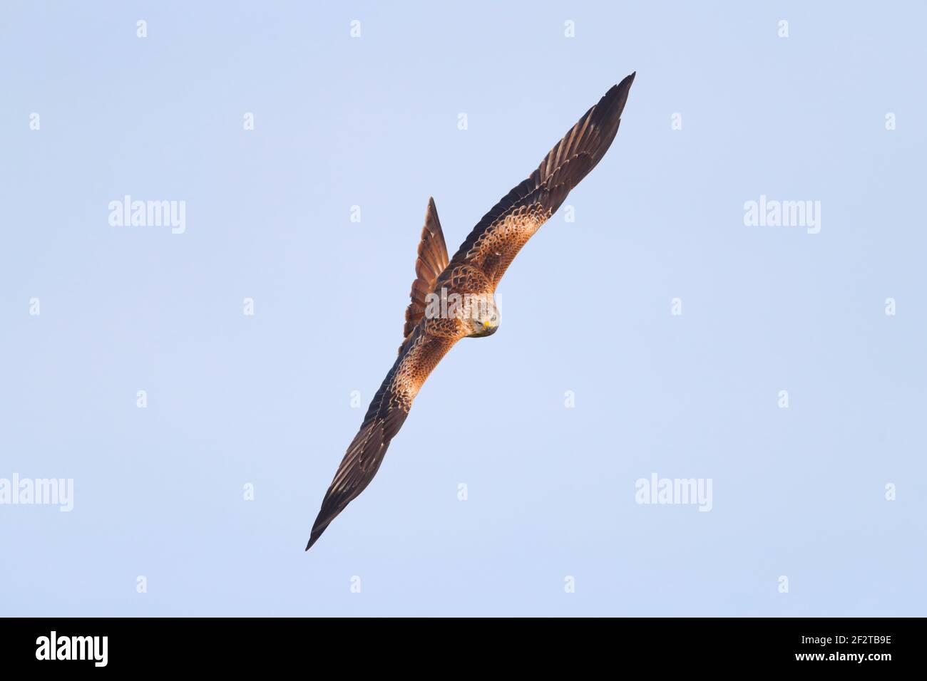 A Red Kite (Milvus milvus) in flight in the UK Stock Photo