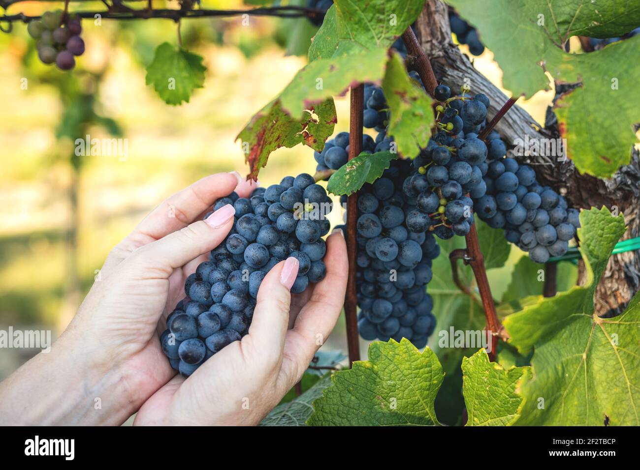 Woman picking grapes. Gardening at vineyard. Female hands holding blue grape before harvesting
