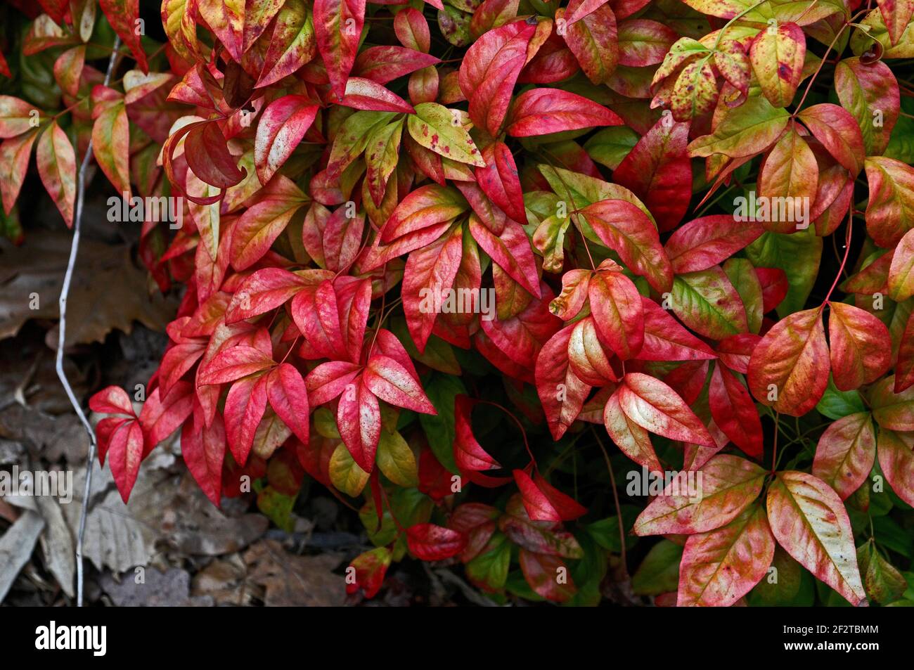 A spring view of Nandina domestica 'Firepower' in close up Stock Photo