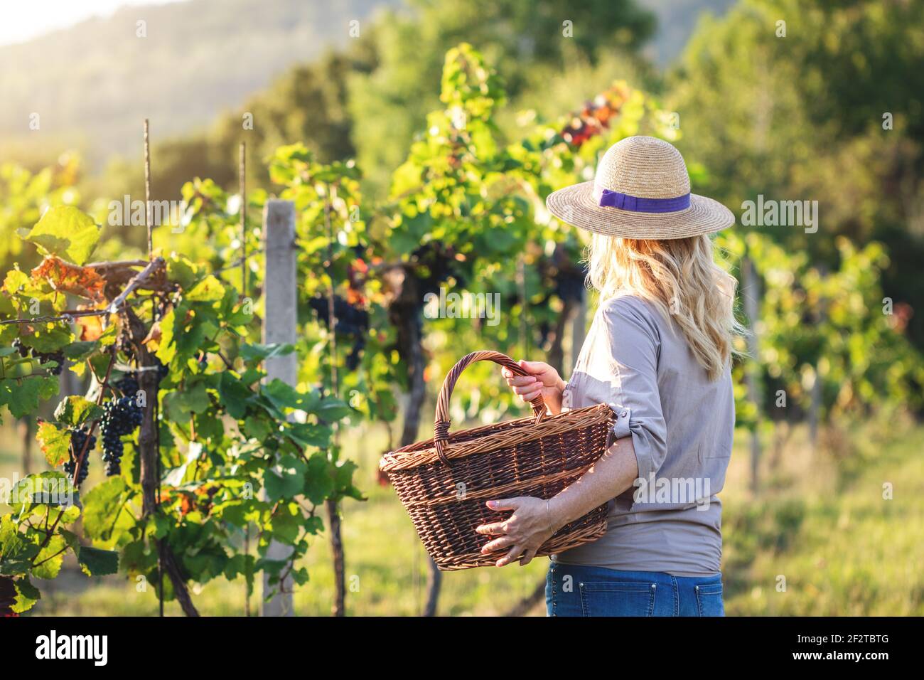 Farmer is ready for harvesting grapes at vineyard. Woman holding wicker basket. Agricultural occupation Stock Photo