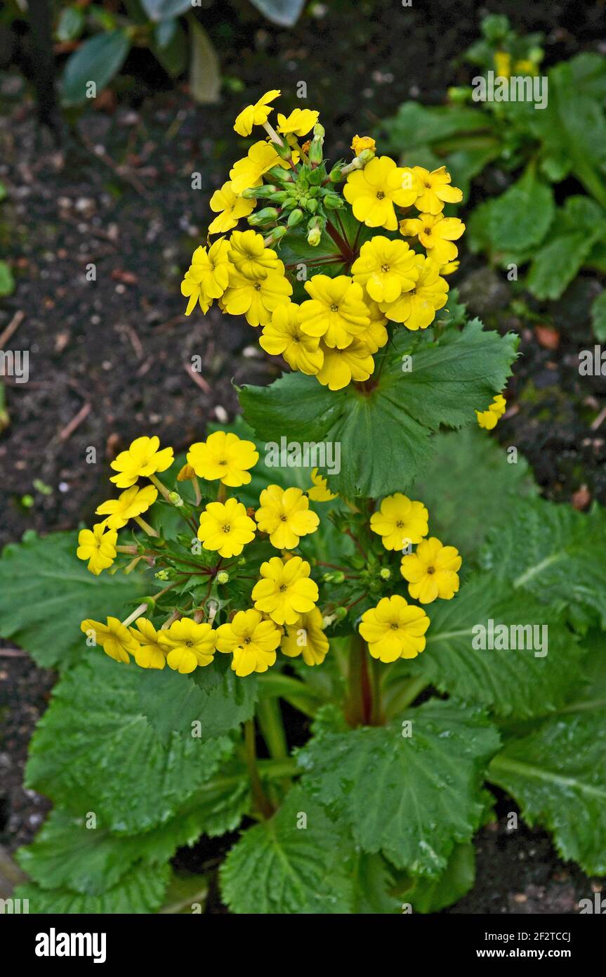 A Primula x kewensis in the Temperate House at Kew Gardens Stock Photo