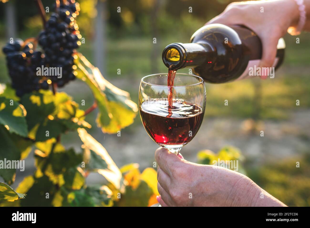 Woman pouring red wine from bottle into drinking glass at vineyard. Female sommelier tasting wine outdoors Stock Photo