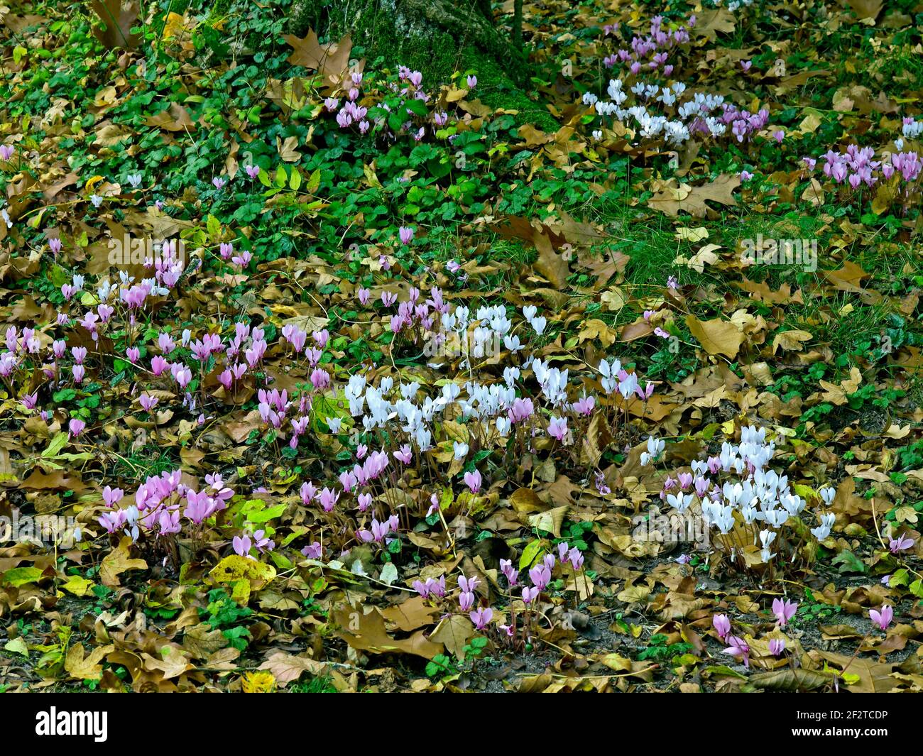 A carpet of Autumn Cyclamen in a woodland garden Stock Photo