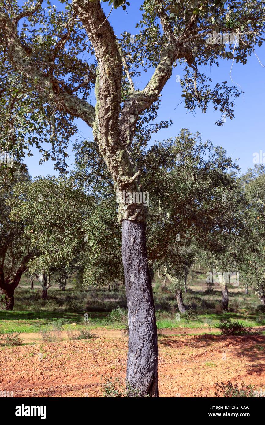 Portuguese cork oak (Quercus suber) Alentejo, Portugal Stock Photo Alamy