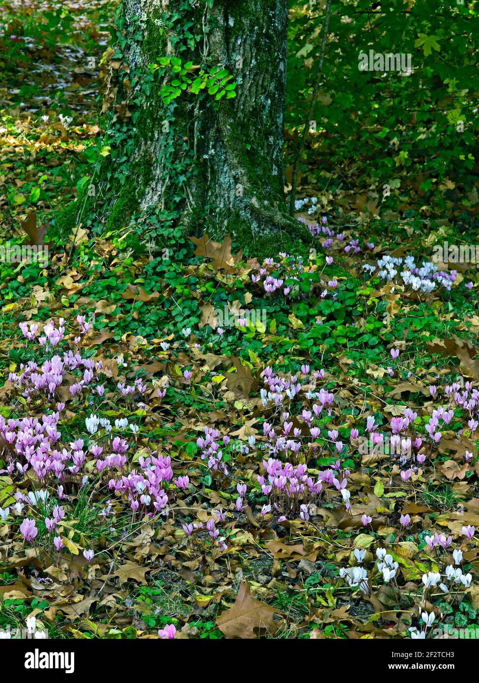 A carpet of Autumn Cyclamen in a woodland garden Stock Photo