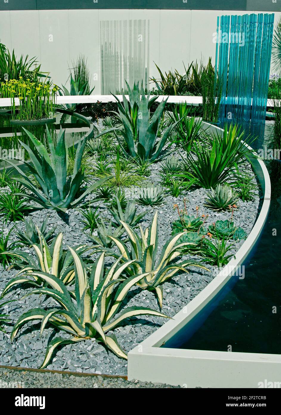 Contemporary water garden with selection of cactus and succulents Stock Photo