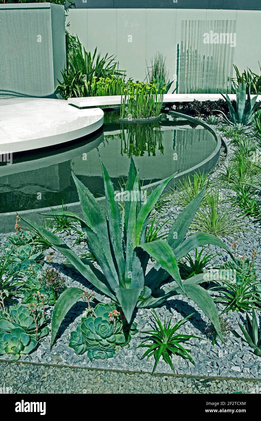 Contemporary water and Desert garden with cactus and succulents Stock Photo