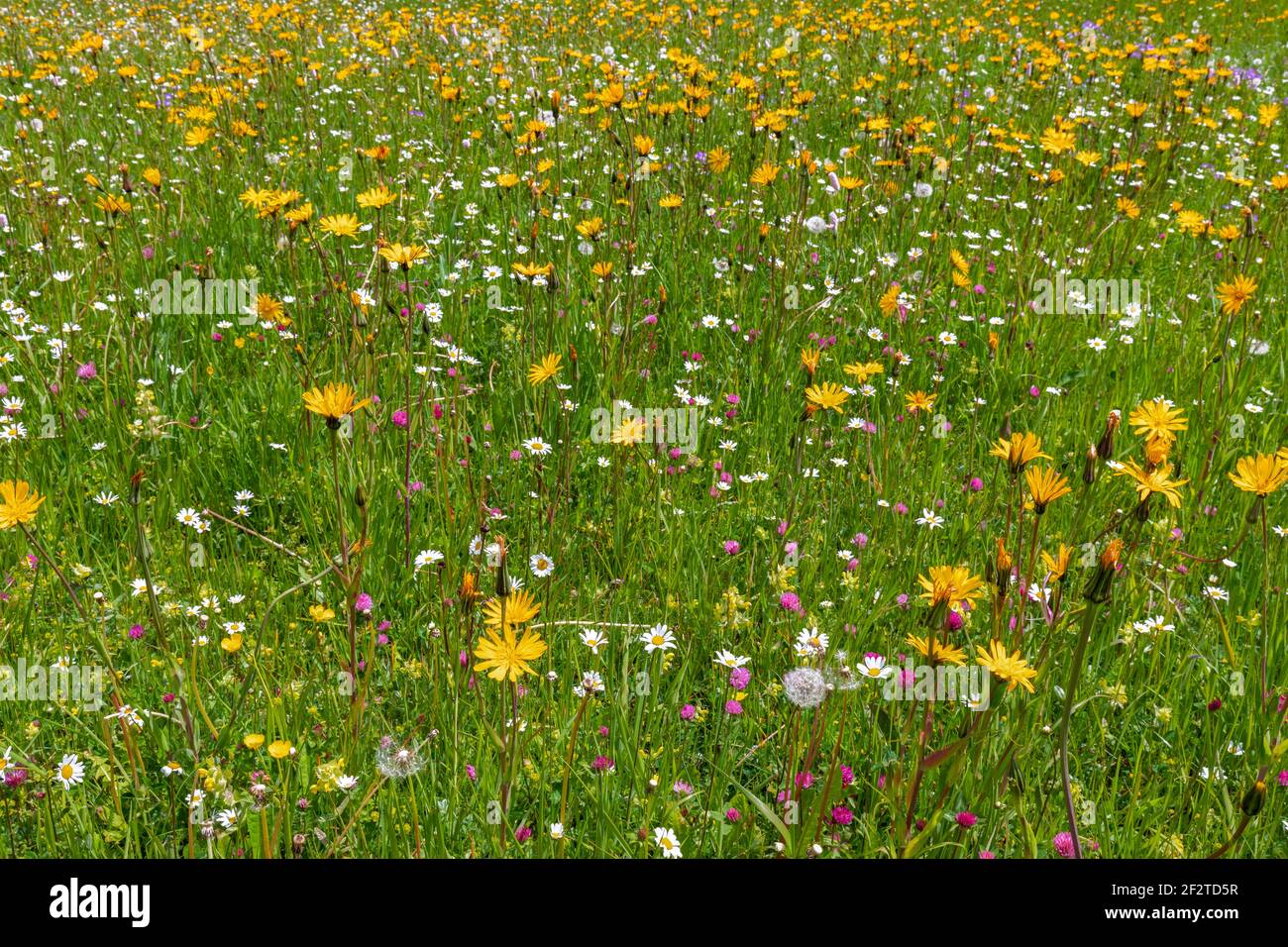Alpine flowers in a meadow in the Dolomites in Italy. Bright colours. Close-up view. Stock Photo