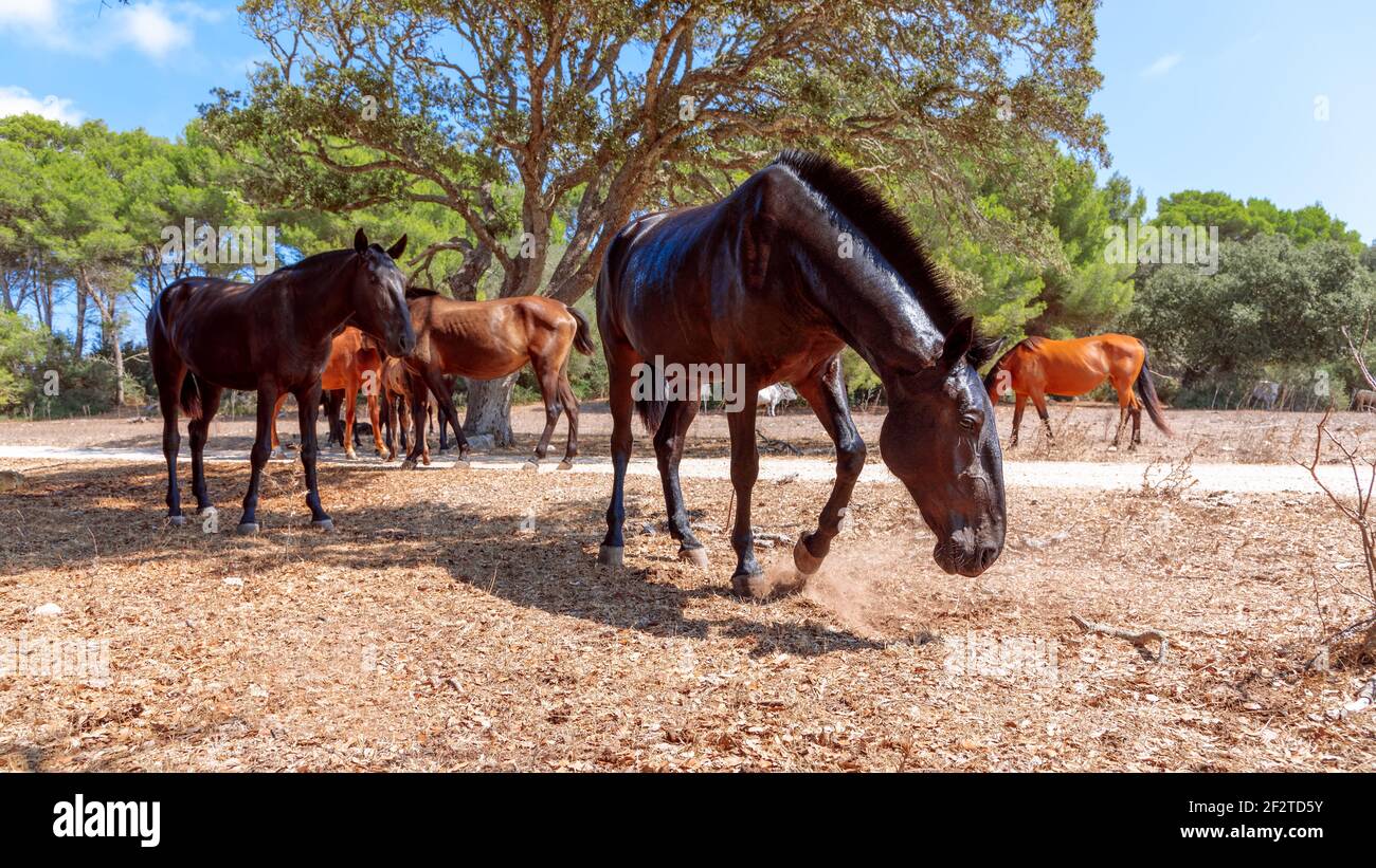 Menorquin horse hires stock photography and images Alamy