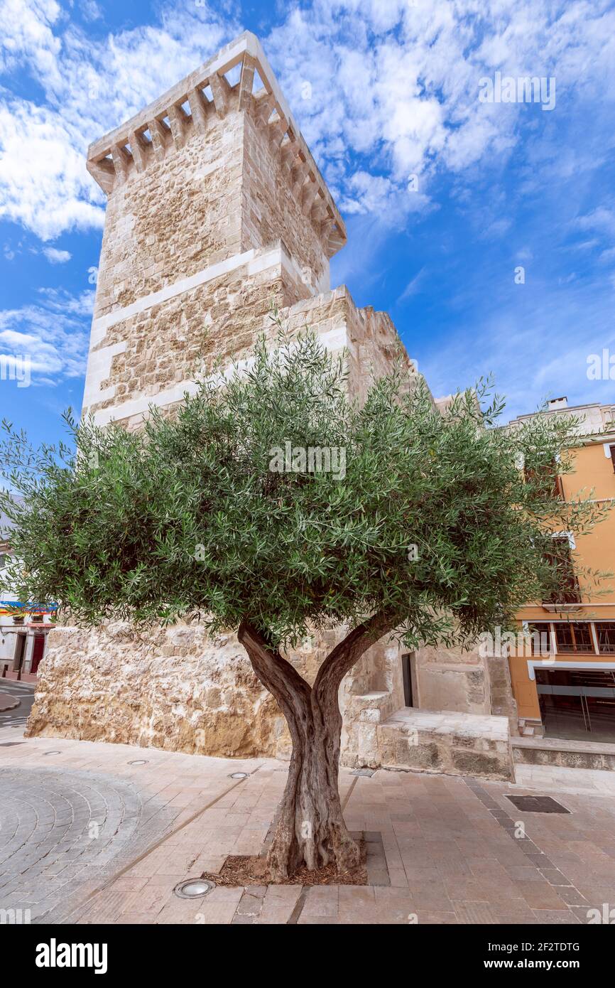 View of the Sant Roc Gate (Pont de Sant Roc) with an old olive tree in the foreground, Menorca, Spain Stock Photo
