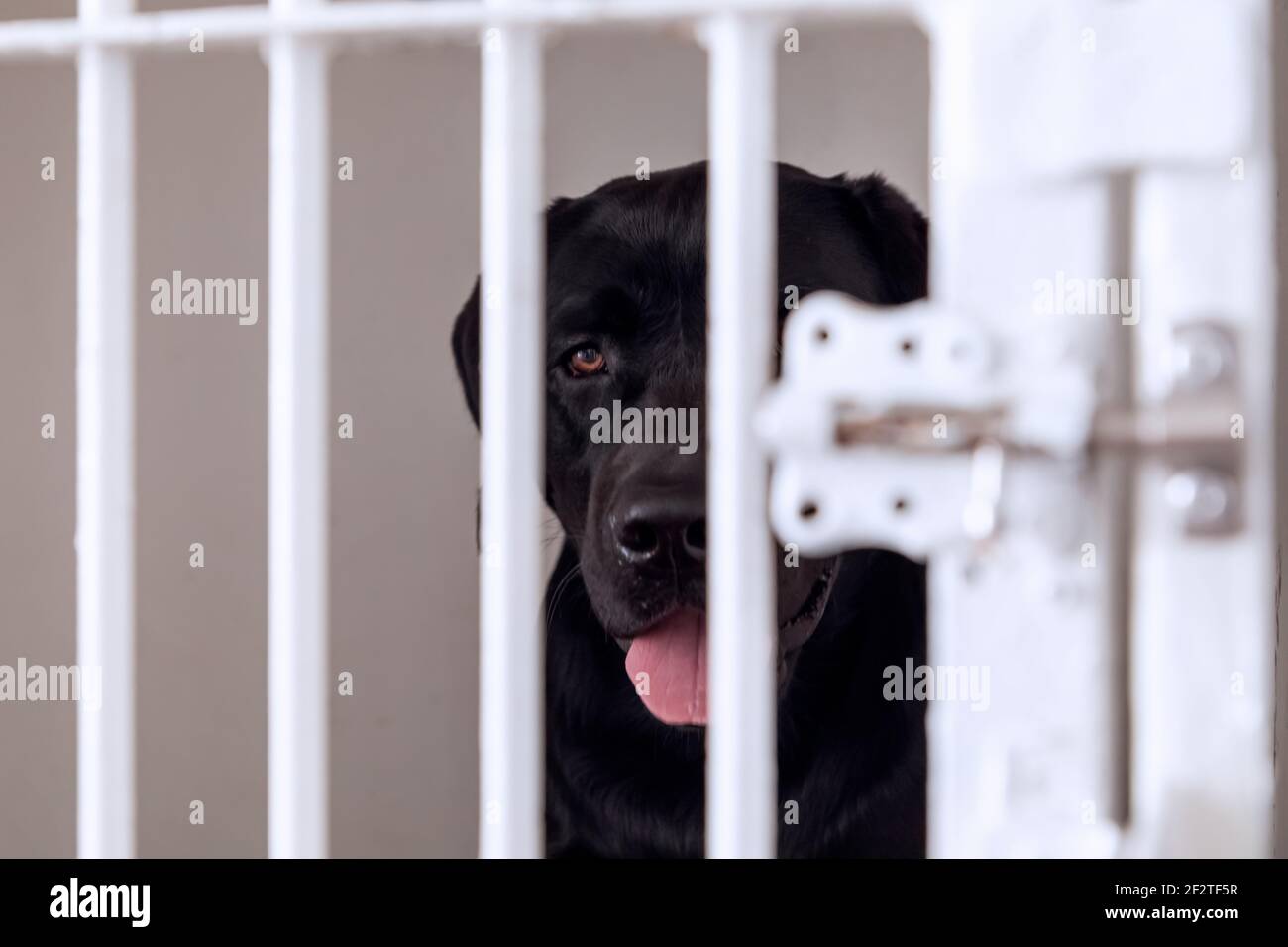 Unhappy and sad dog in a cage. Dog at an animal shelter looks through a cage. Dog behind bars in an animal shelter. Stock Photo