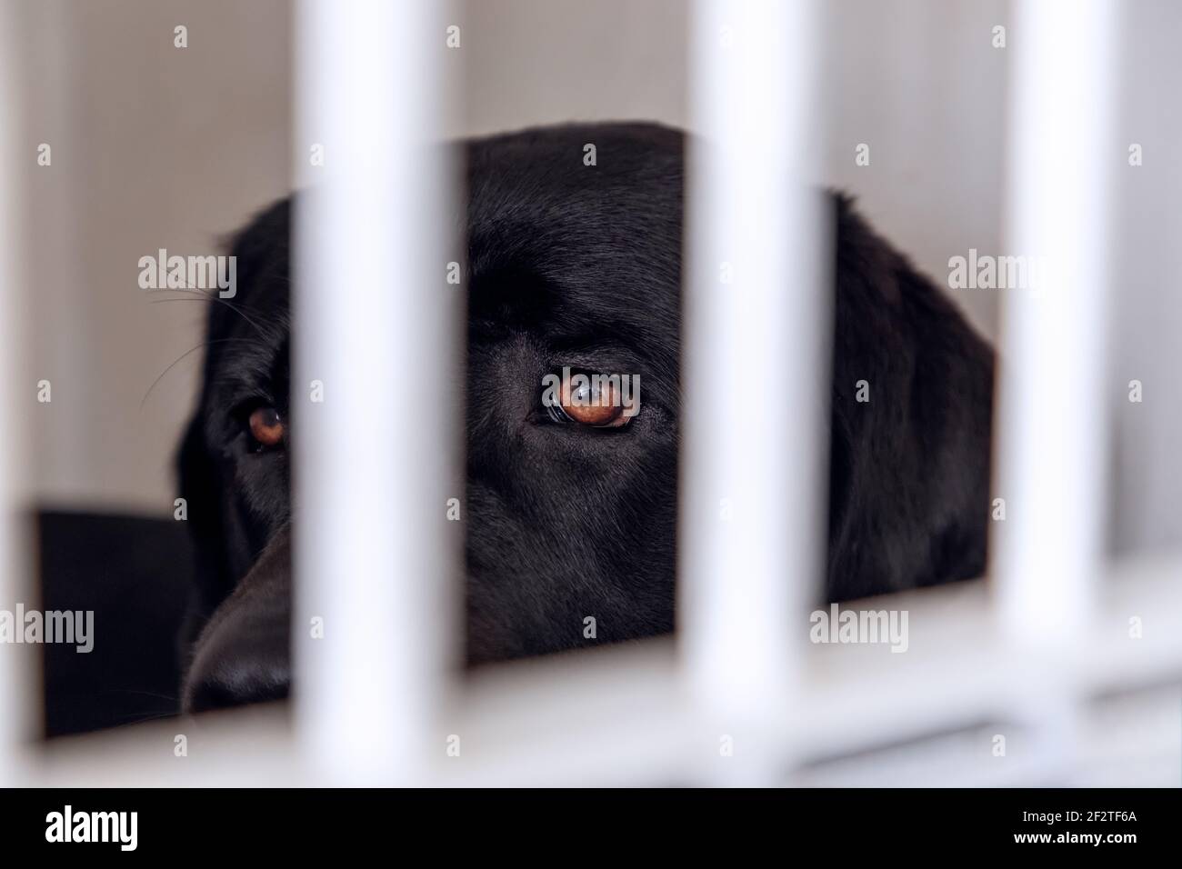 Unhappy and sad dog in a cage. Dog at an animal shelter looks through a cage. Dog behind bars in an animal shelter. Stock Photo