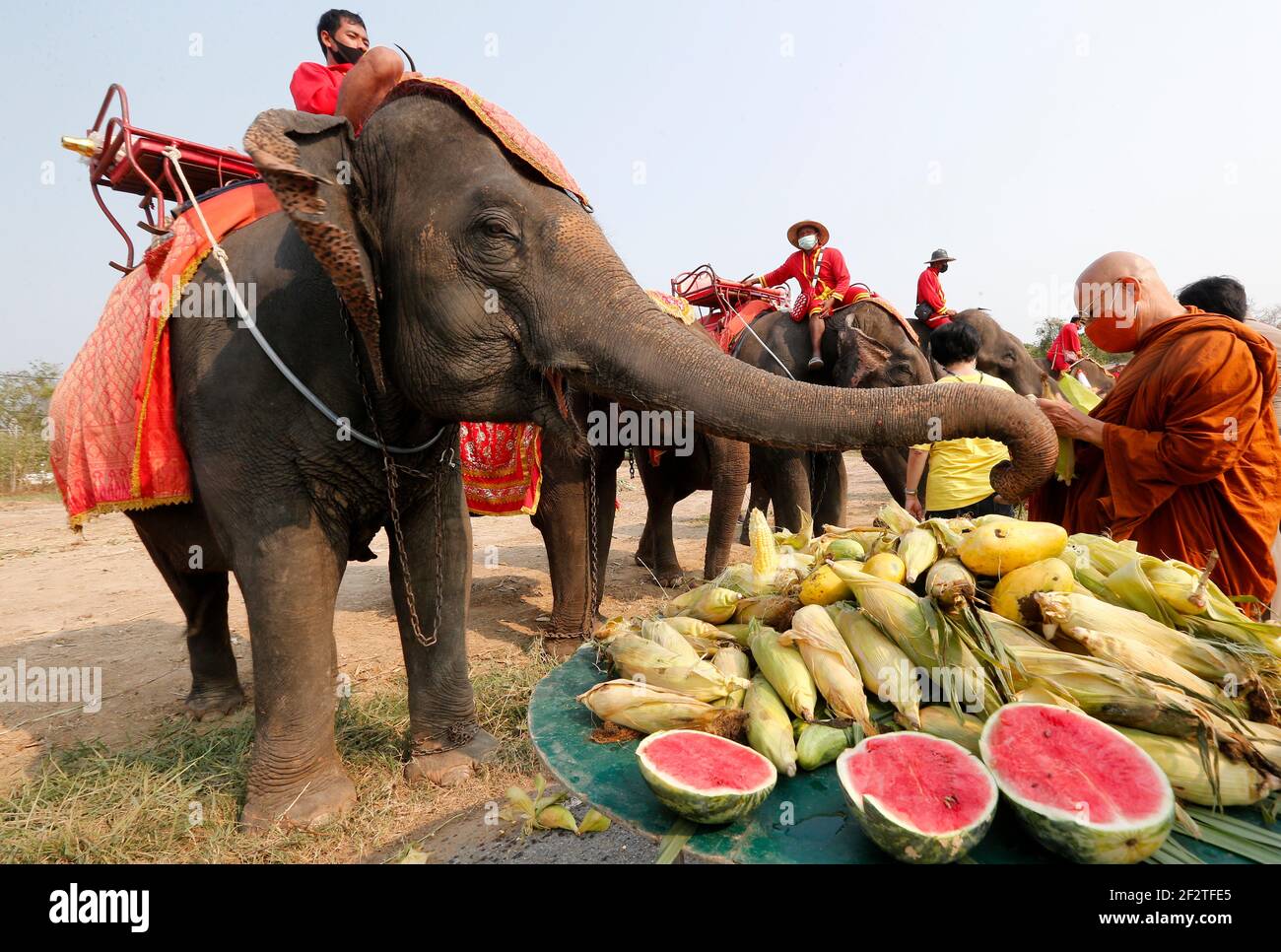 A Thai Buddhist monk feeds an elephant during Thailand's national