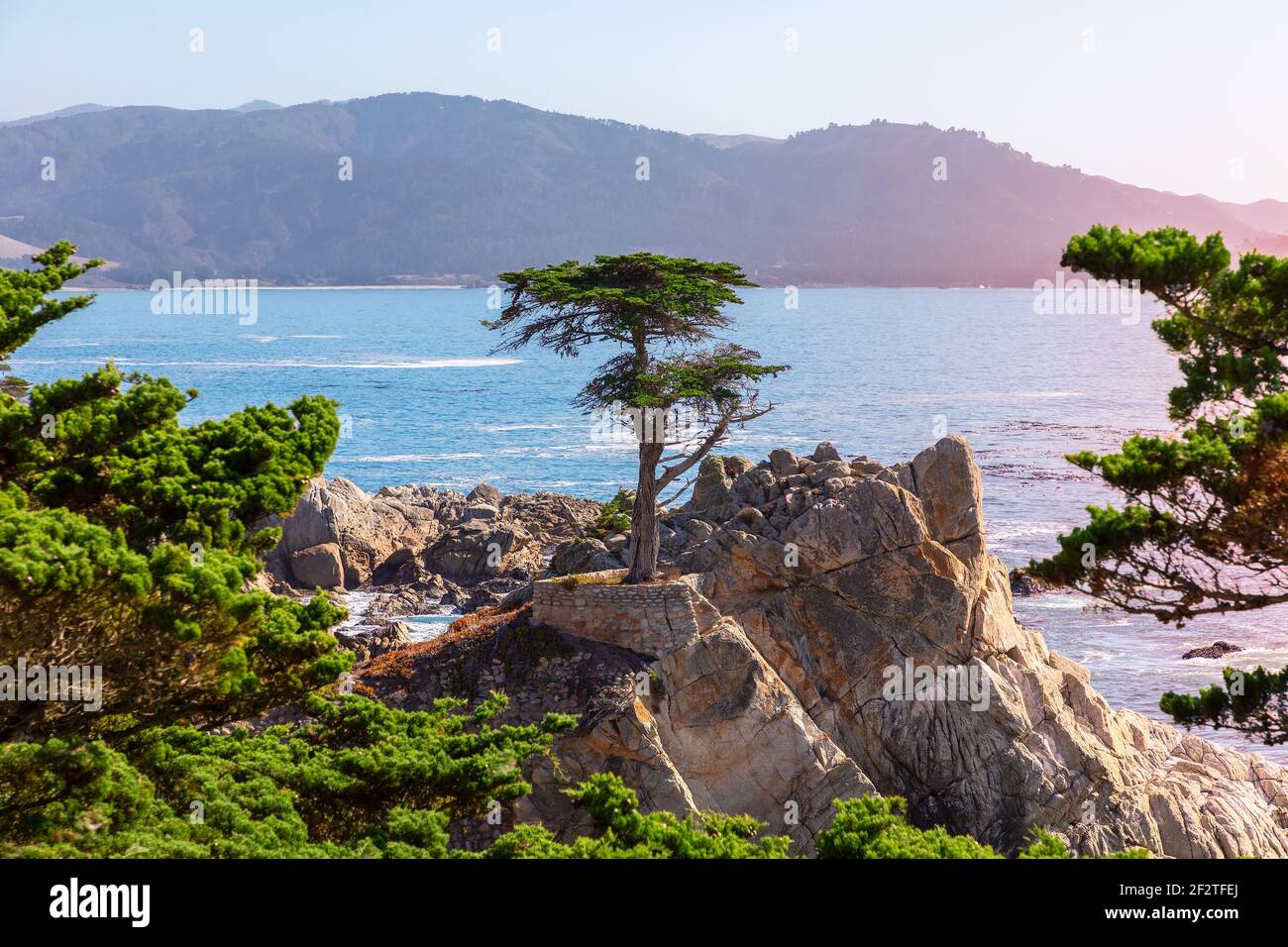 Beautiful lone Cypress tree (Monterey cypress) on 17-mile drive. The tree is a Western icon, and has been called one of the most photographed trees in Stock Photo