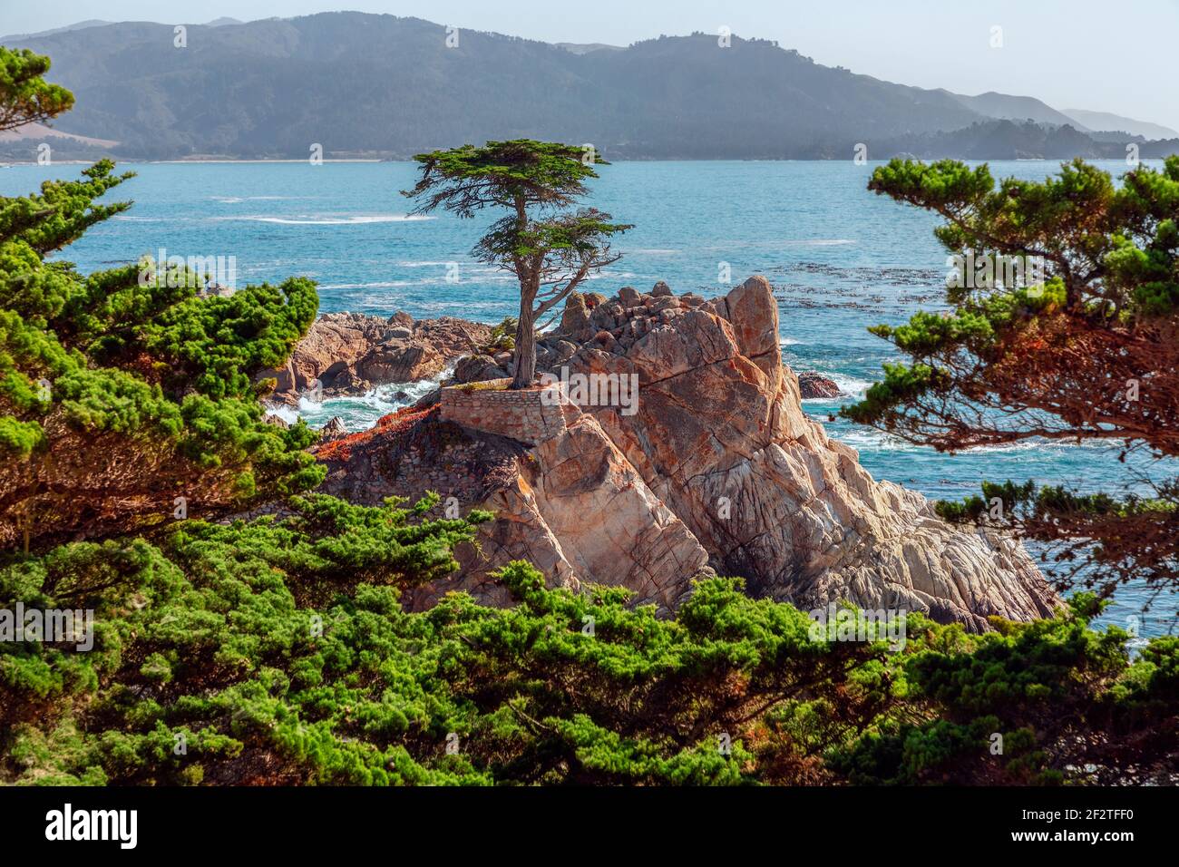 Beautiful lone Cypress tree (Monterey cypress) on 17-mile drive. The tree is a Western icon, and has been called one of the most photographed trees in Stock Photo