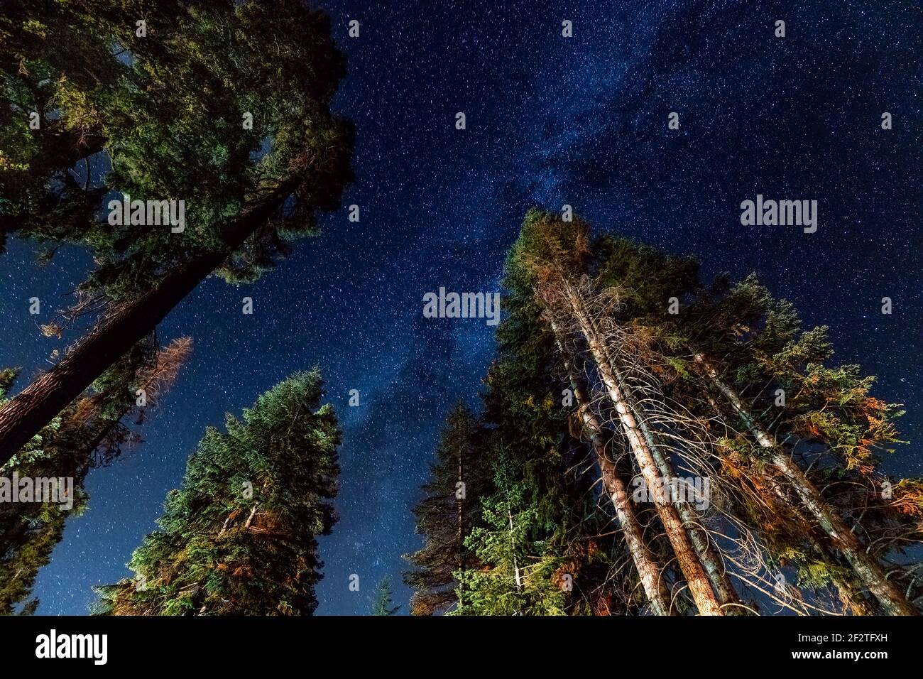 A view of the stars with pine trees forest in the foreground. Night shooting in the forest. Stock Photo