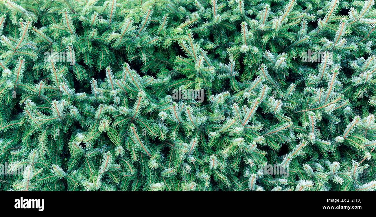 Horizontal banner fir tree hi-res stock photography and images - Alamy