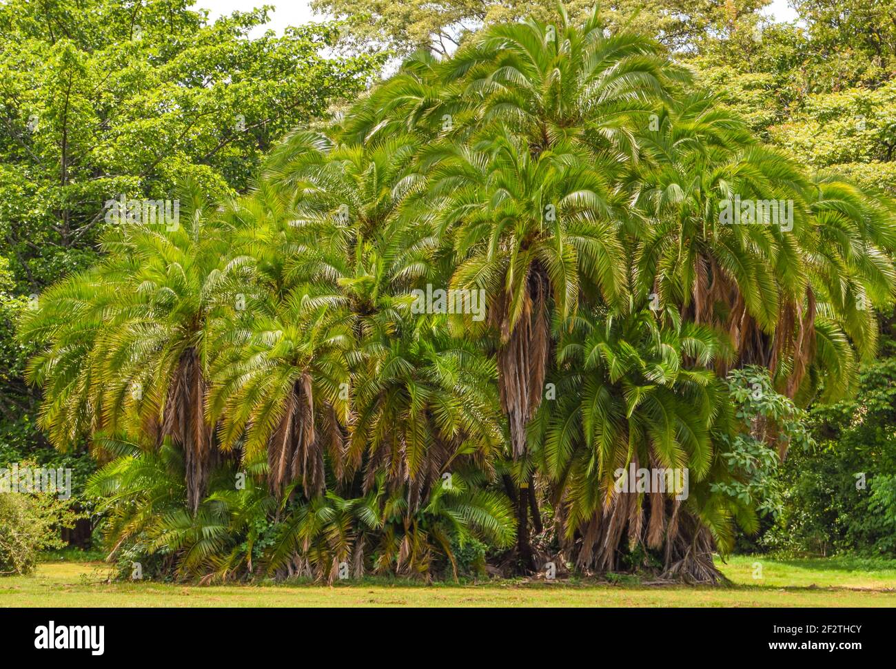 Dense palm tree area in a botanical garden in Zimbabwe Stock Photo