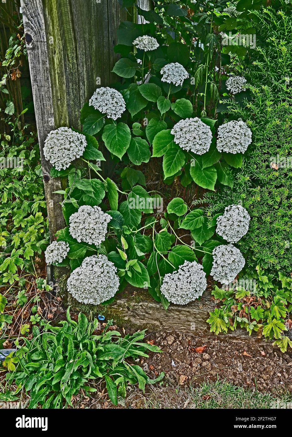 Hydrangea Garden Border High Resolution Stock Photography And Images Alamy