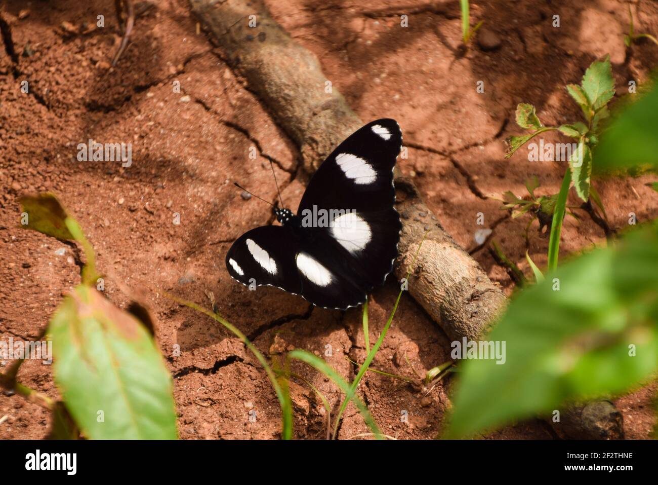 A male common diadem or eggfly or Hypolimnas butterfly in Zimbabwe, black with white circles Stock Photo