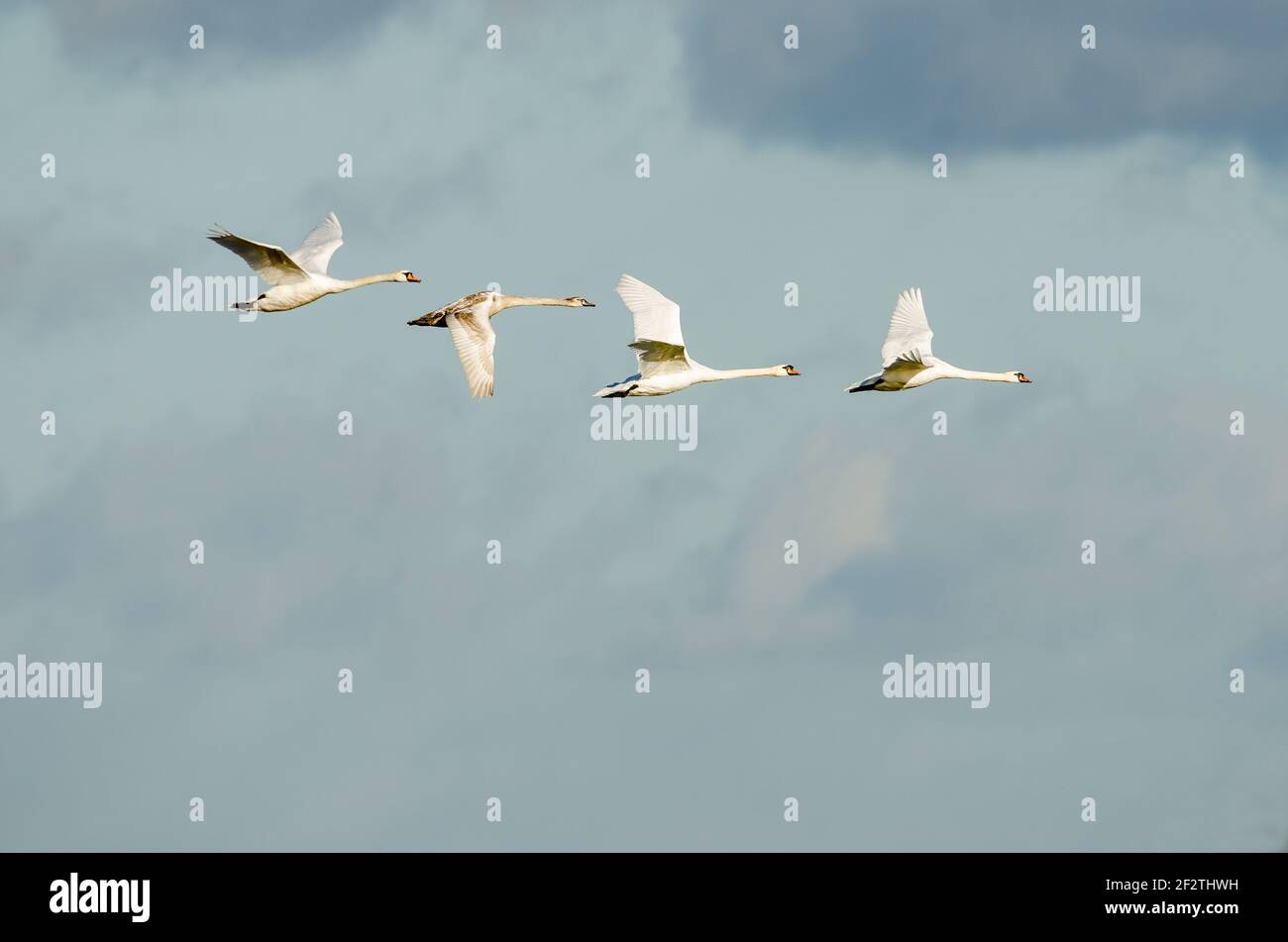 Mute Swan family in flight Stock Photo Alamy