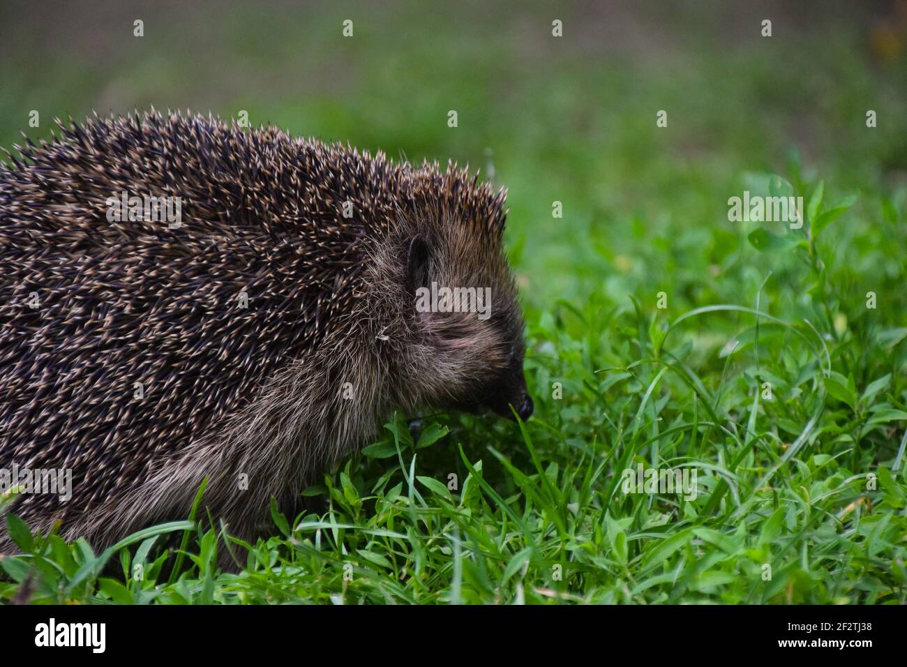 Hedgehogs walking hires stock photography and images Alamy