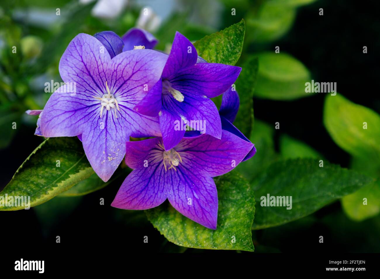 Beautiful Purple Bell flower in the garden (Selective Focus, Bokeh) Stock Photo