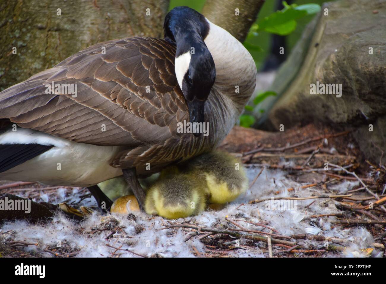 A mother Canada goose and newborn babies in a nest. Stock Photo