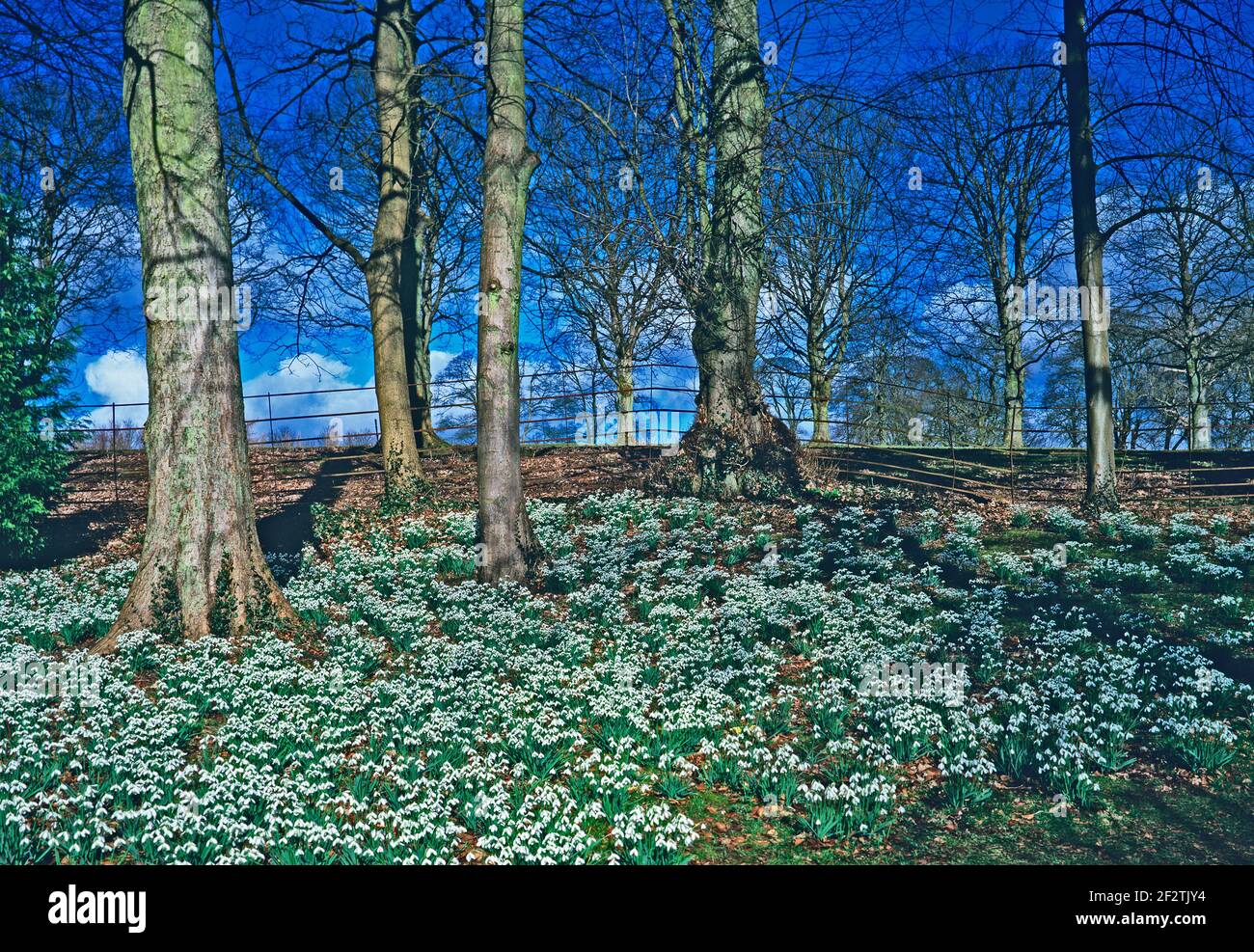 Snowdrops growing in a woodland garden Stock Photo