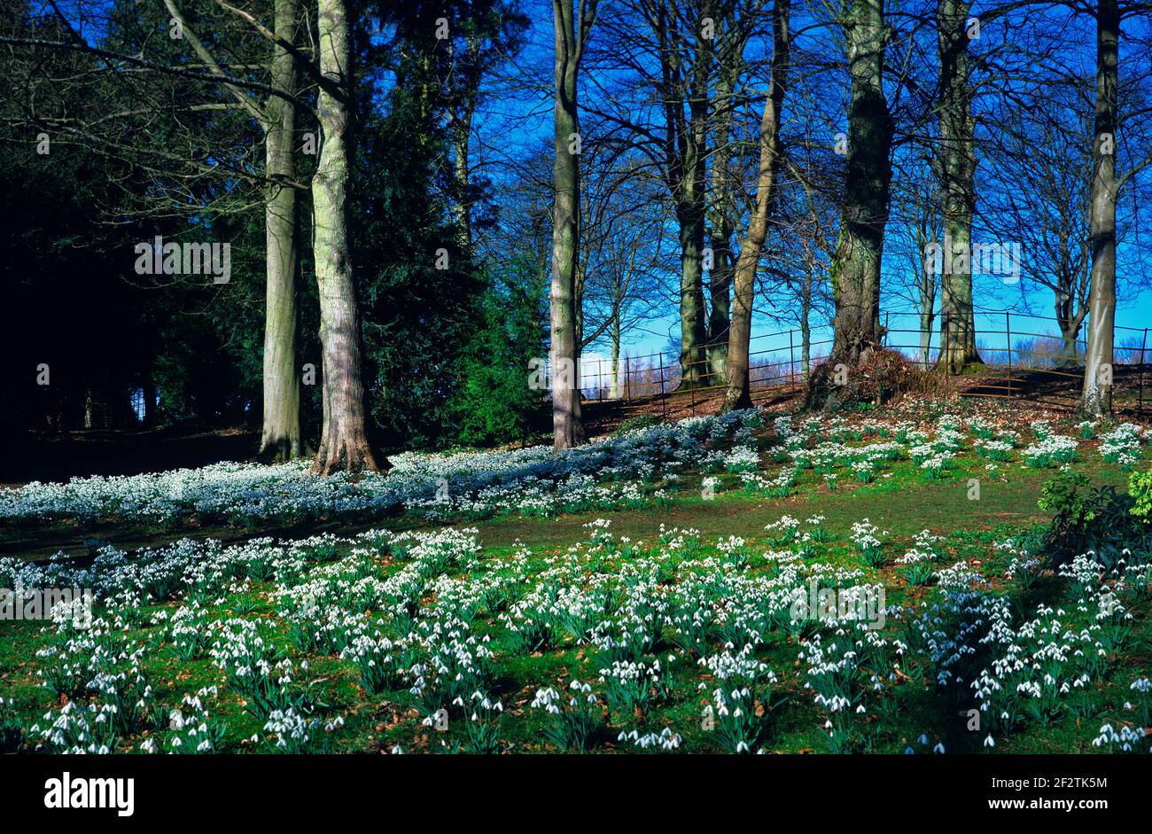 Woodland gardens hi-res stock photography and images - Alamy