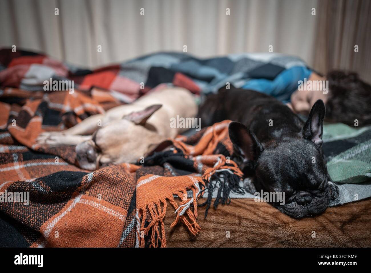 female and couple cute french bulldog dogs sleeping on bed with plaid at home Stock Photo