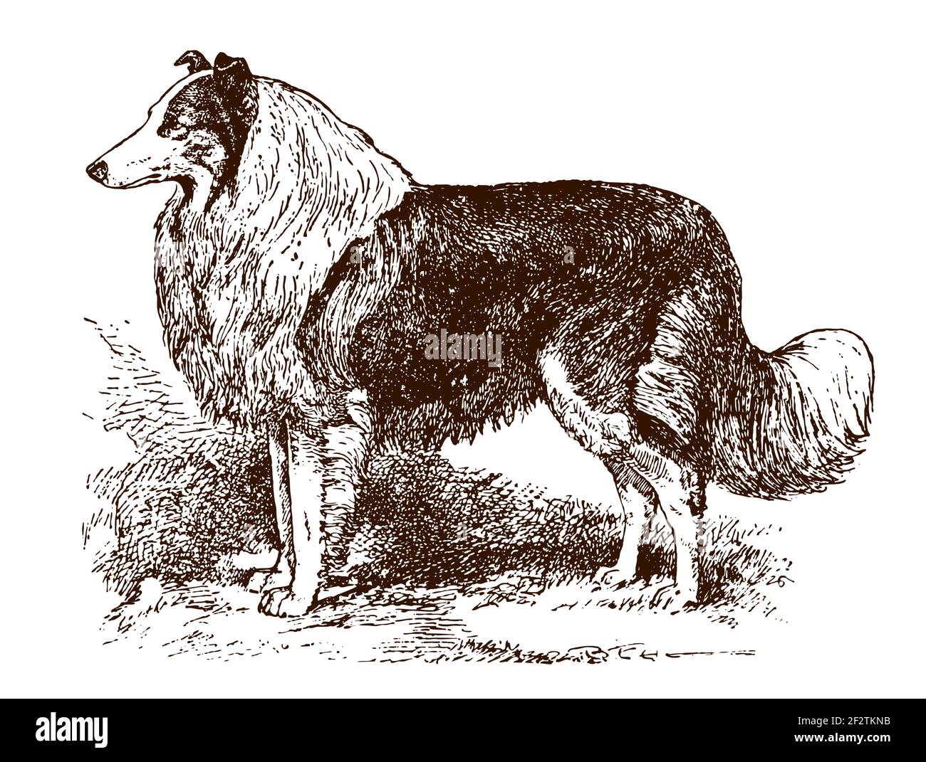 Standing rough collie in side view, after an antique illustration Stock Vector