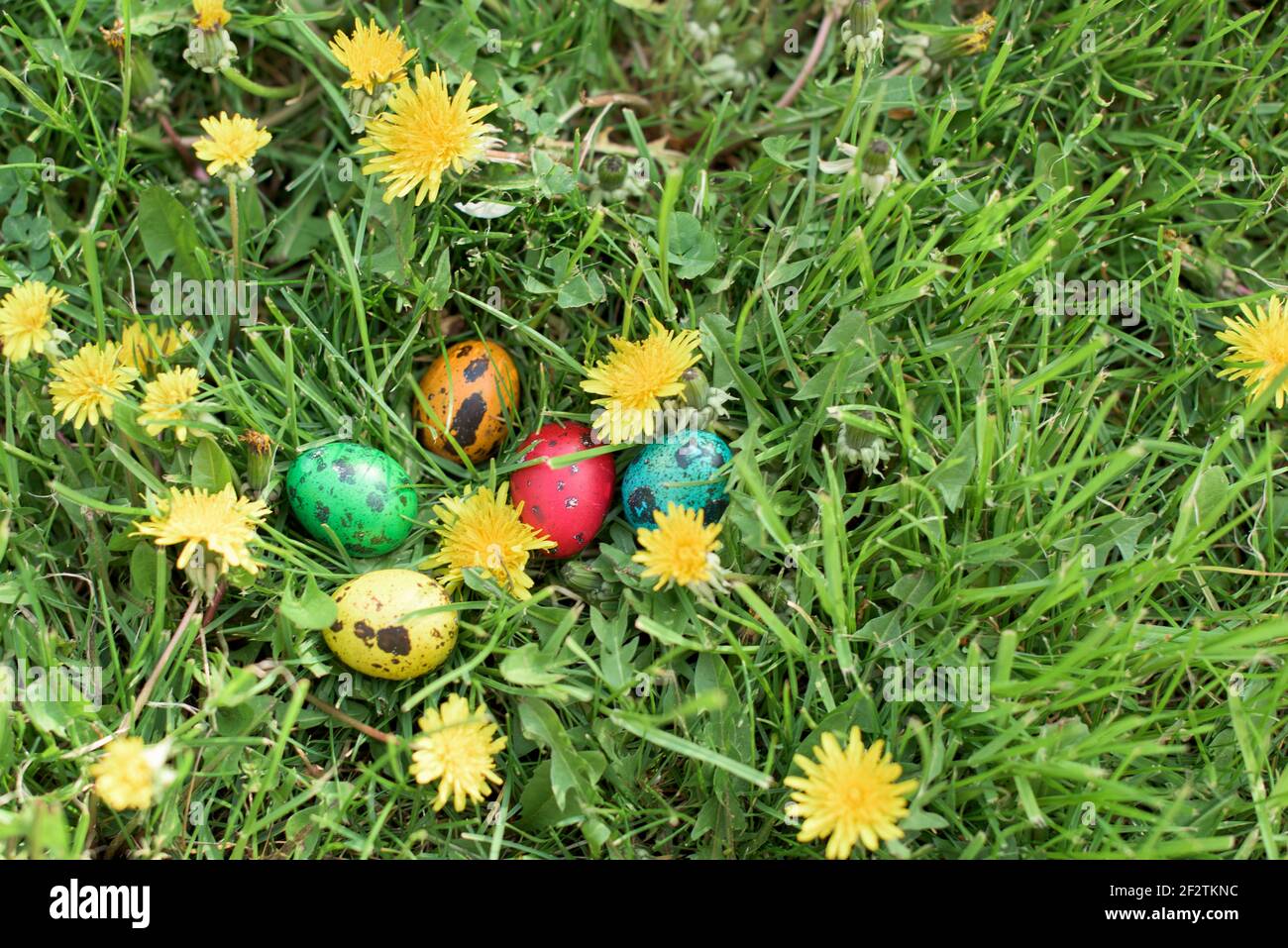 Hidden in the grass Easter eggs, which are painted in different colors Stock Photo