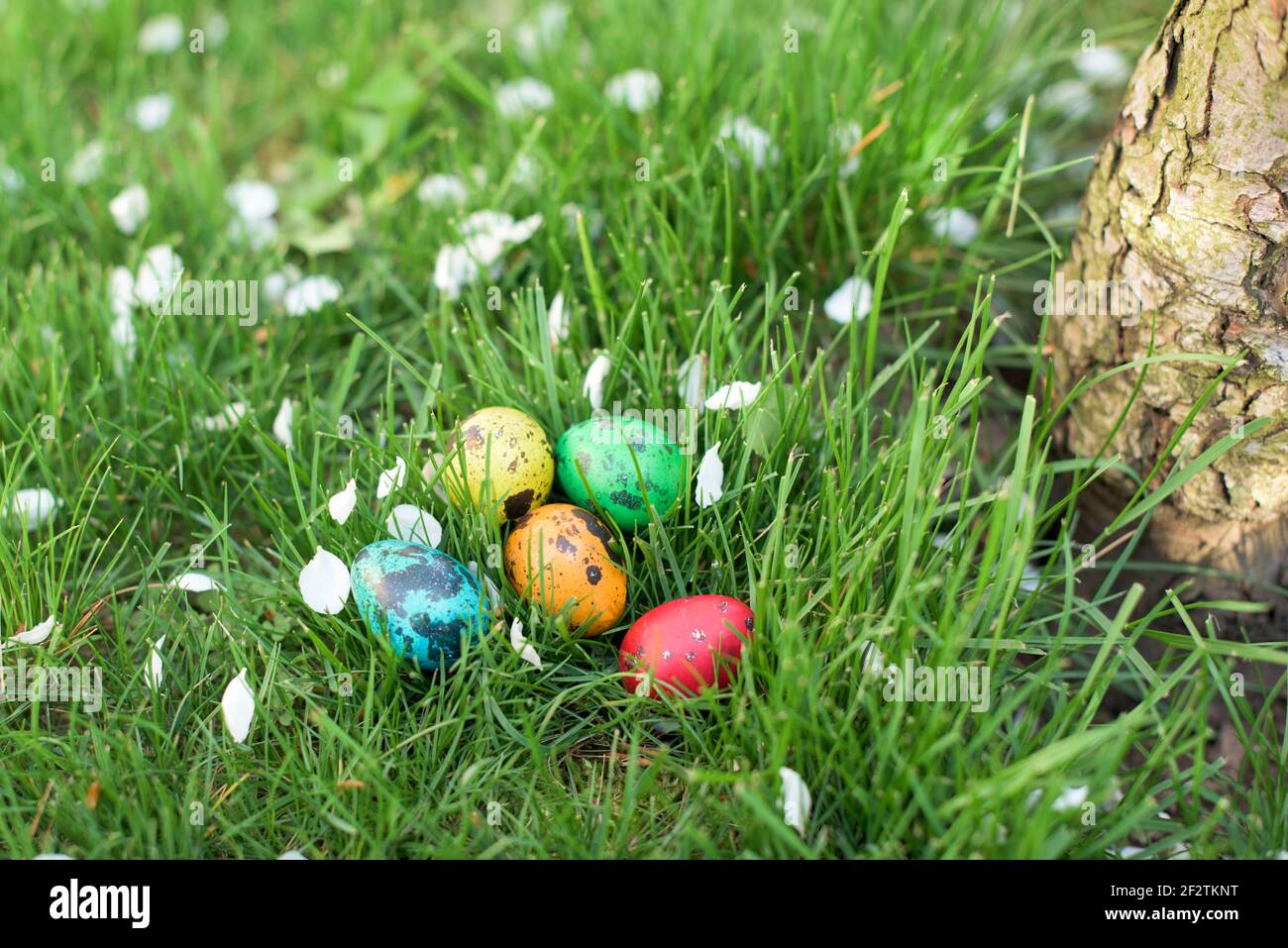Hidden in the grass Easter eggs, which are painted in different colors Stock Photo