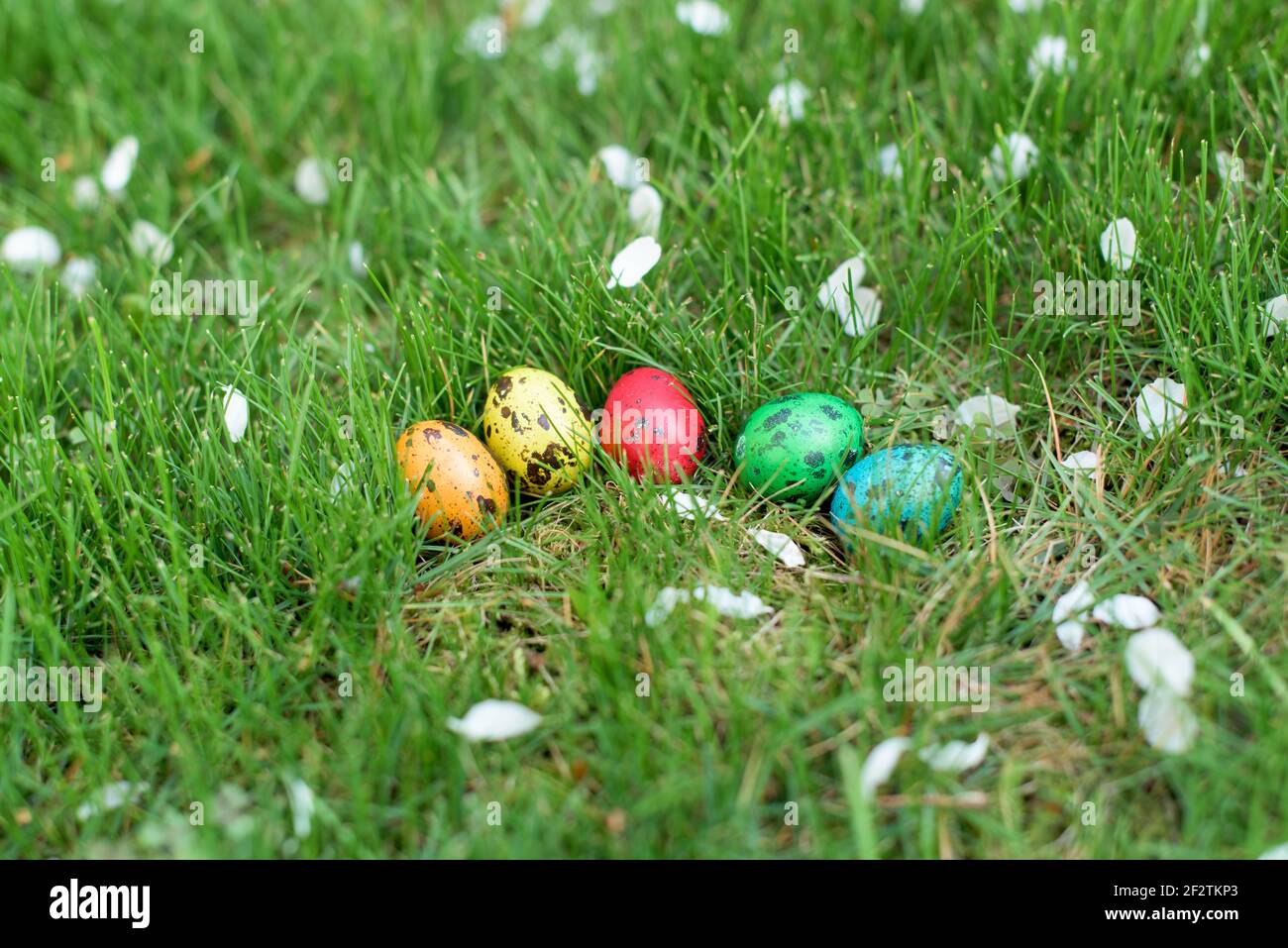 Hidden in the grass Easter eggs, which are painted in different colors Stock Photo