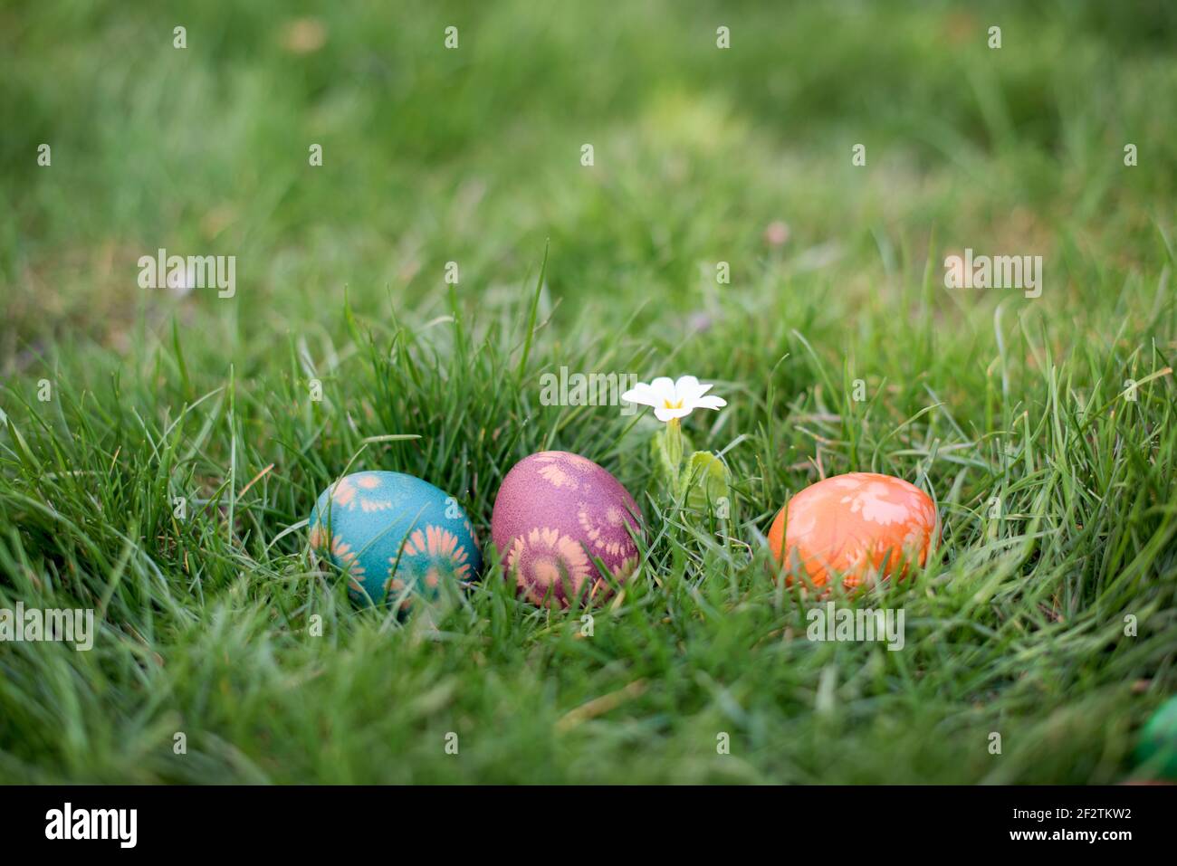 Hidden in the grass Easter eggs, which are painted in different colors Stock Photo