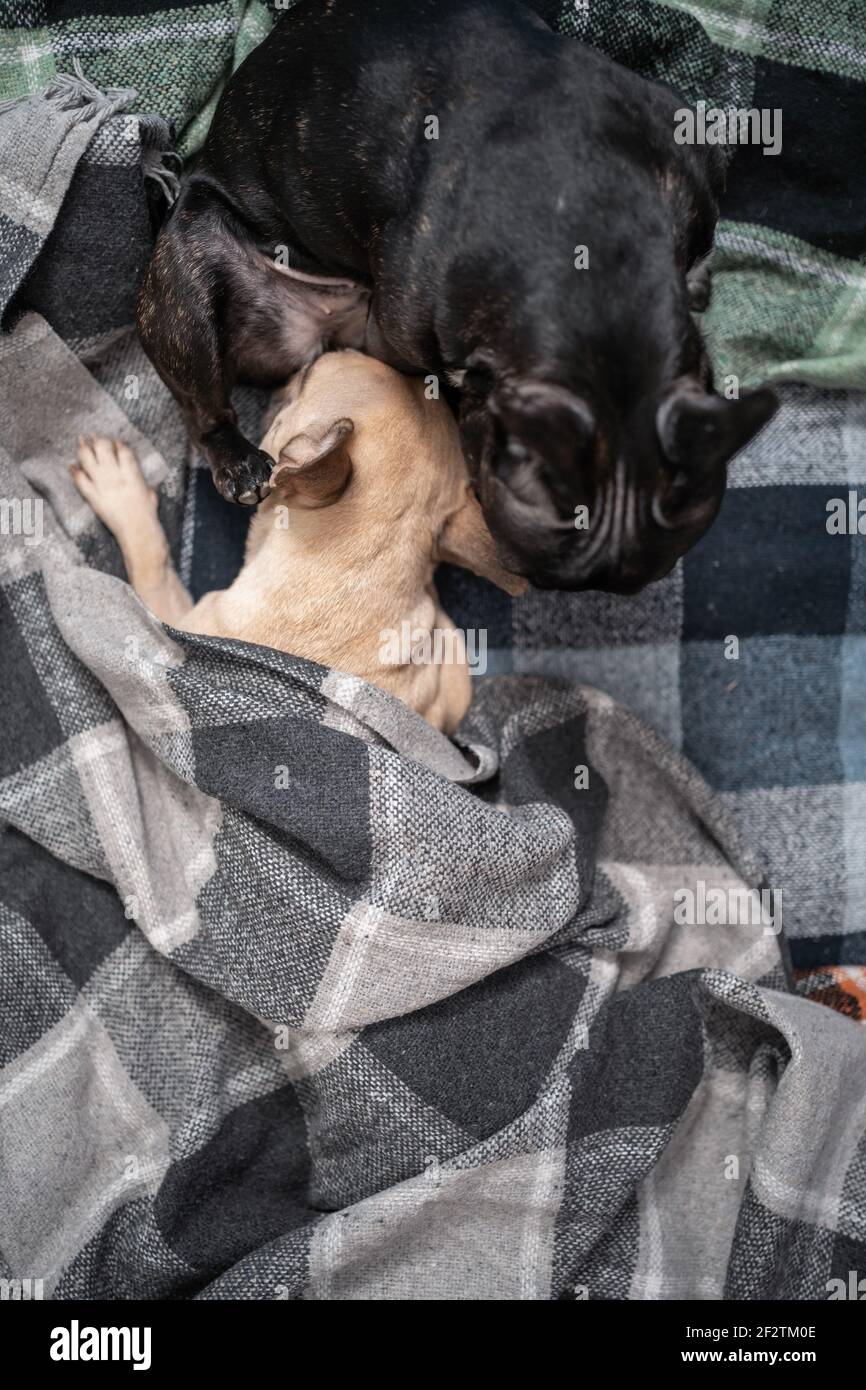 dog licking blanket