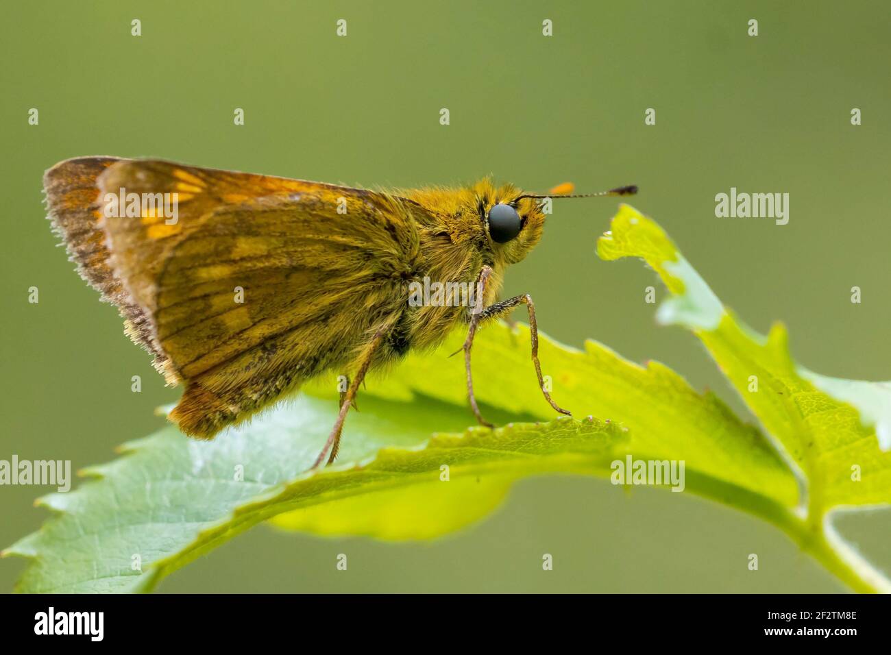 Closeup of a large skipper Ochlodes sylvanus butterfly on a green leaf, resting. Stock Photo
