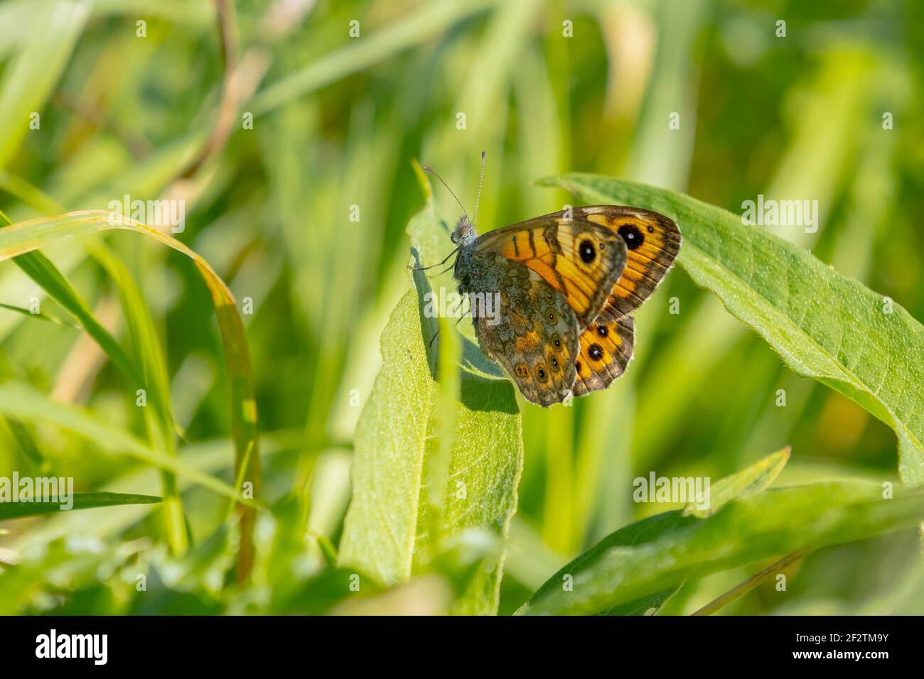 Wall Brown butterfly Lasiommata megera feeding on yellow flowers in a meadow. Stock Photo