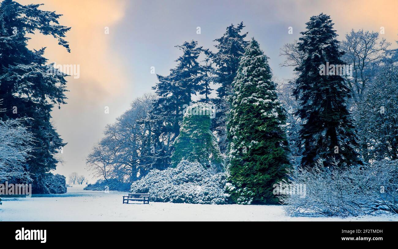 A winter scene in the English coutryside wit a trees covered in snow Stock Photo