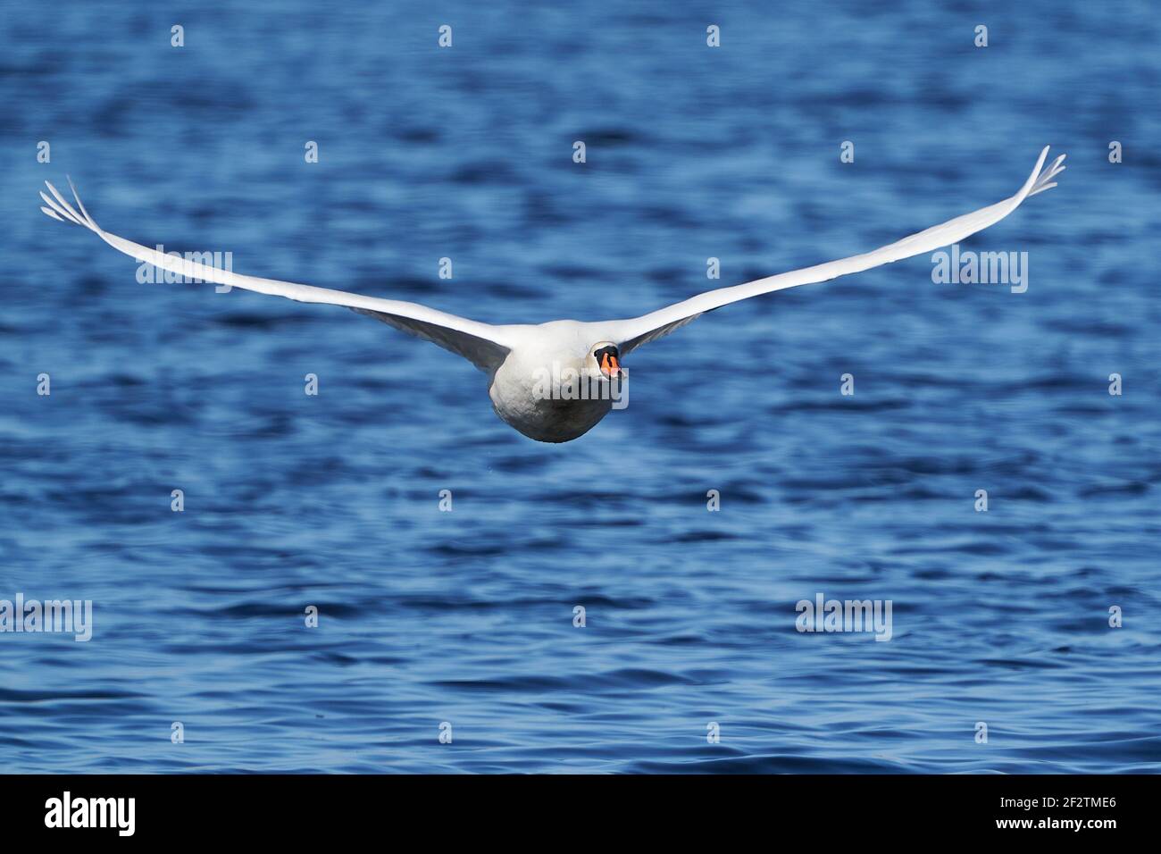 Mute swan in its natural habitat in Denmark Stock Photo Alamy