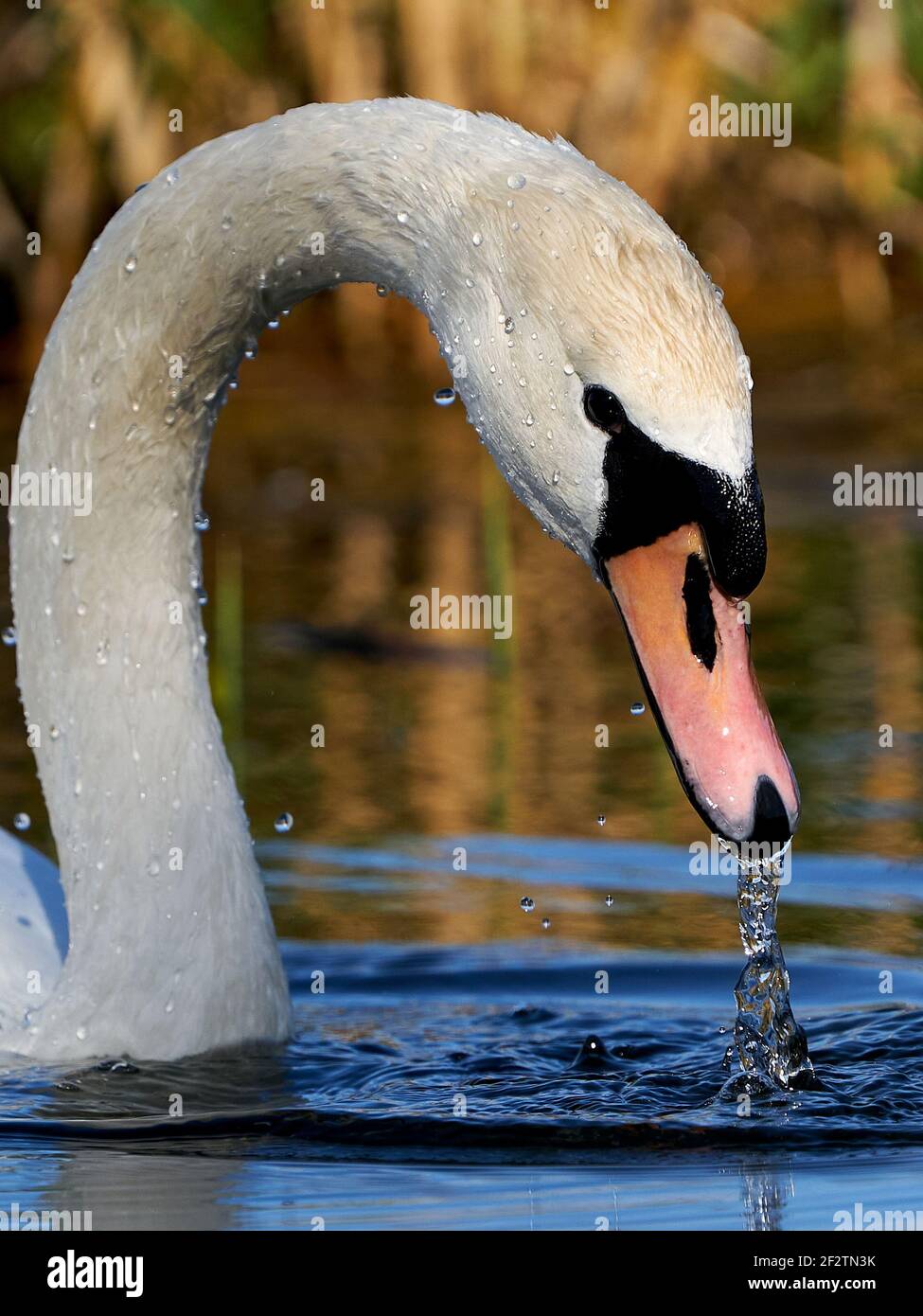 Mute swan in its natural habitat in Denmark Stock Photo Alamy