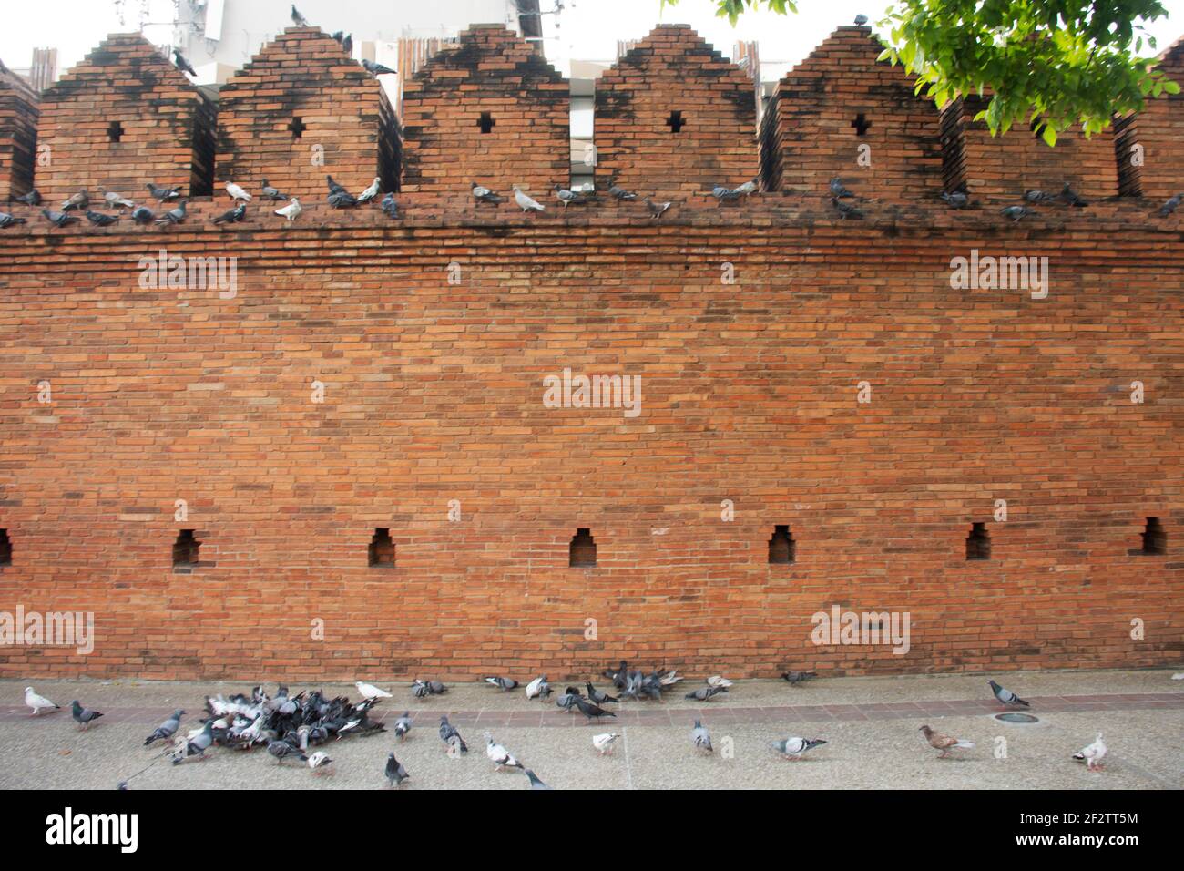 Thapae ancient gate or Chiang Mai old city brick walls and Tha Pae gates the most famous landmarks with dove for thai people and foreign traveler trav Stock Photo