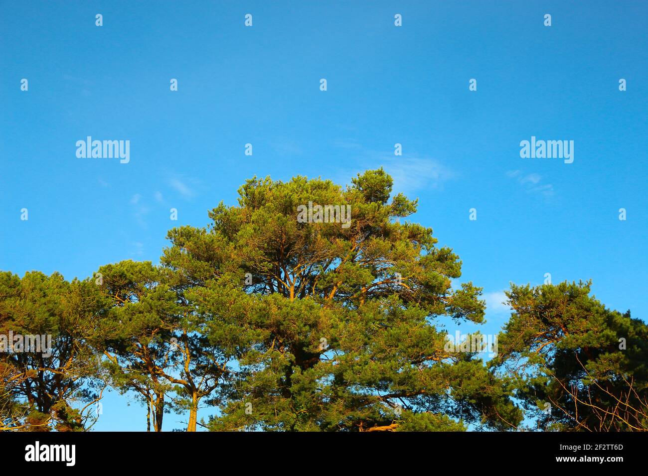 Trees and vegetation on the 9 hole golf course of the Carlyon Bay hotel in  St Austell, Cornwall, England Stock Photo - Alamy