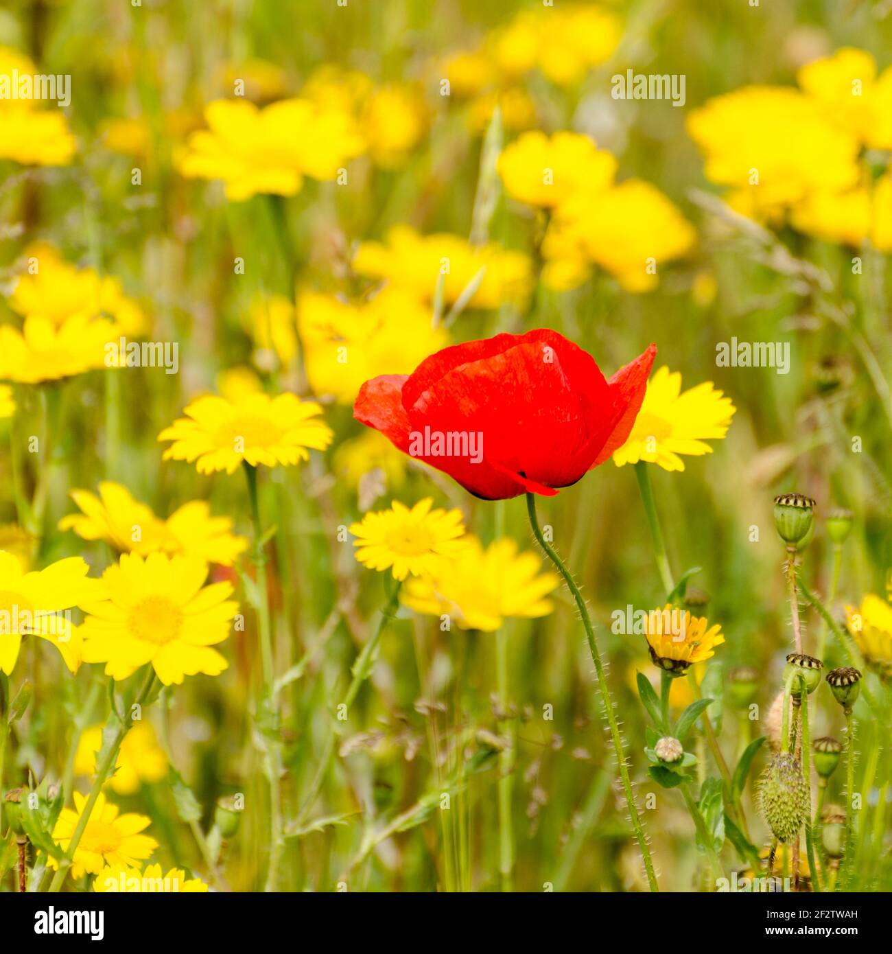 A single red Poppy standing proud amongst a field of yellow marigolds ...
