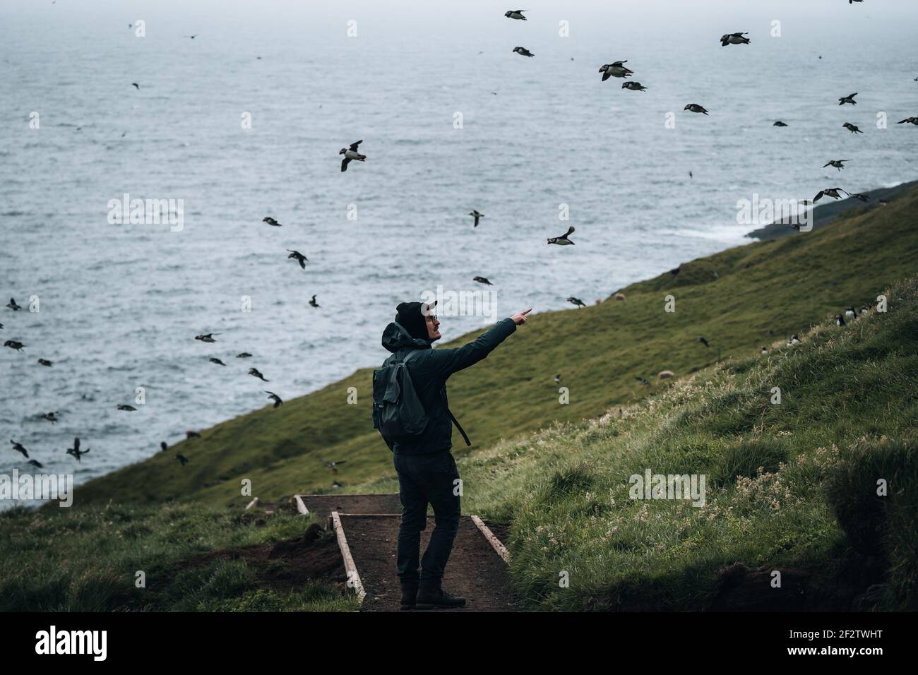 Young man tourist standing between puffins on the island of Mykines, Faroe islands with view todards the atlantic ocean. Stock Photo