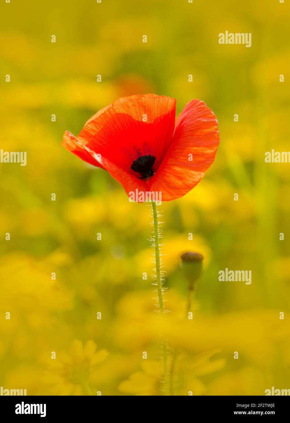 A single red Poppy standing proud in the centre of a background of ...